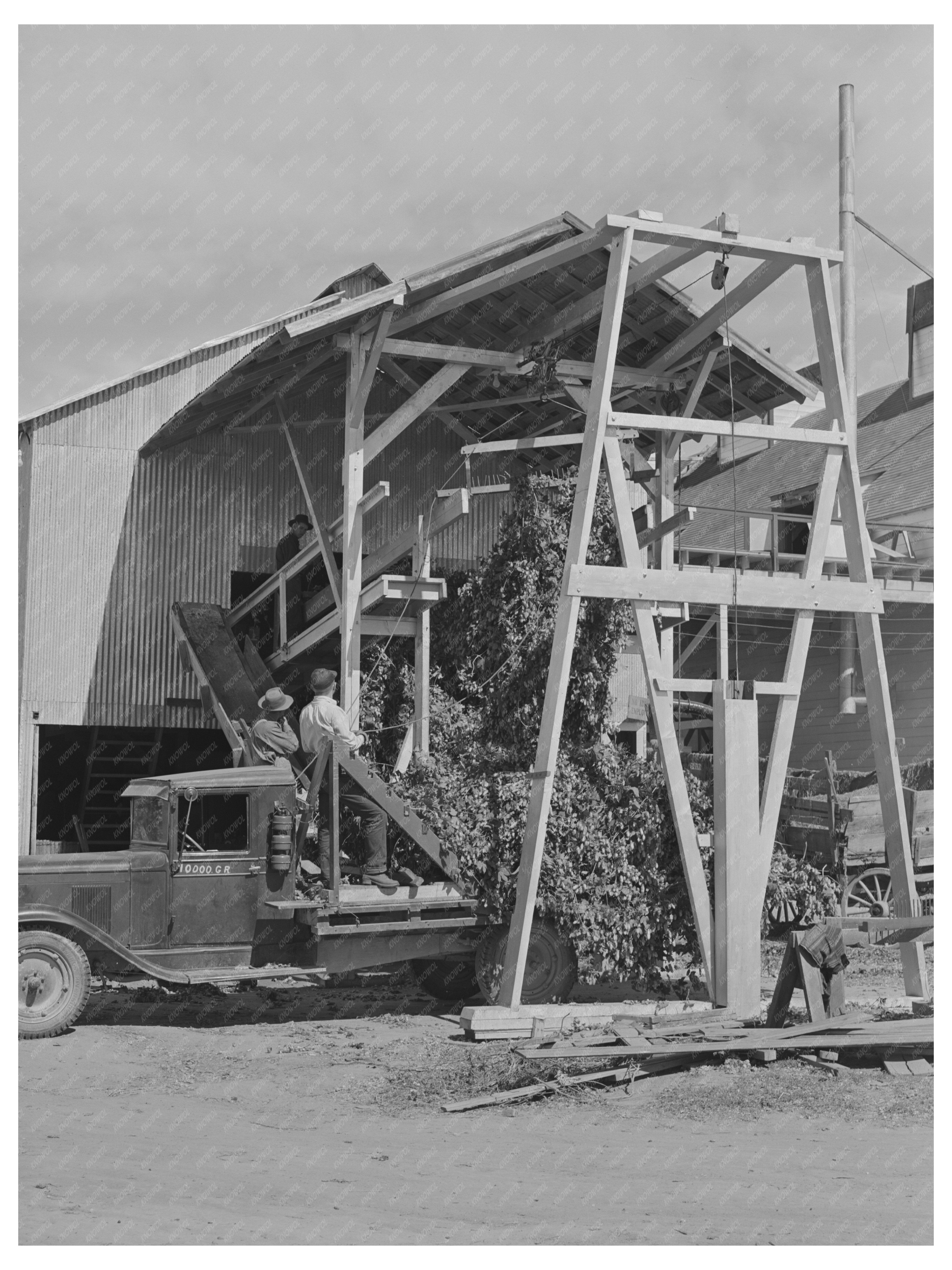 Hop Vines Processed by Mechanical Picker Yakima County 1941