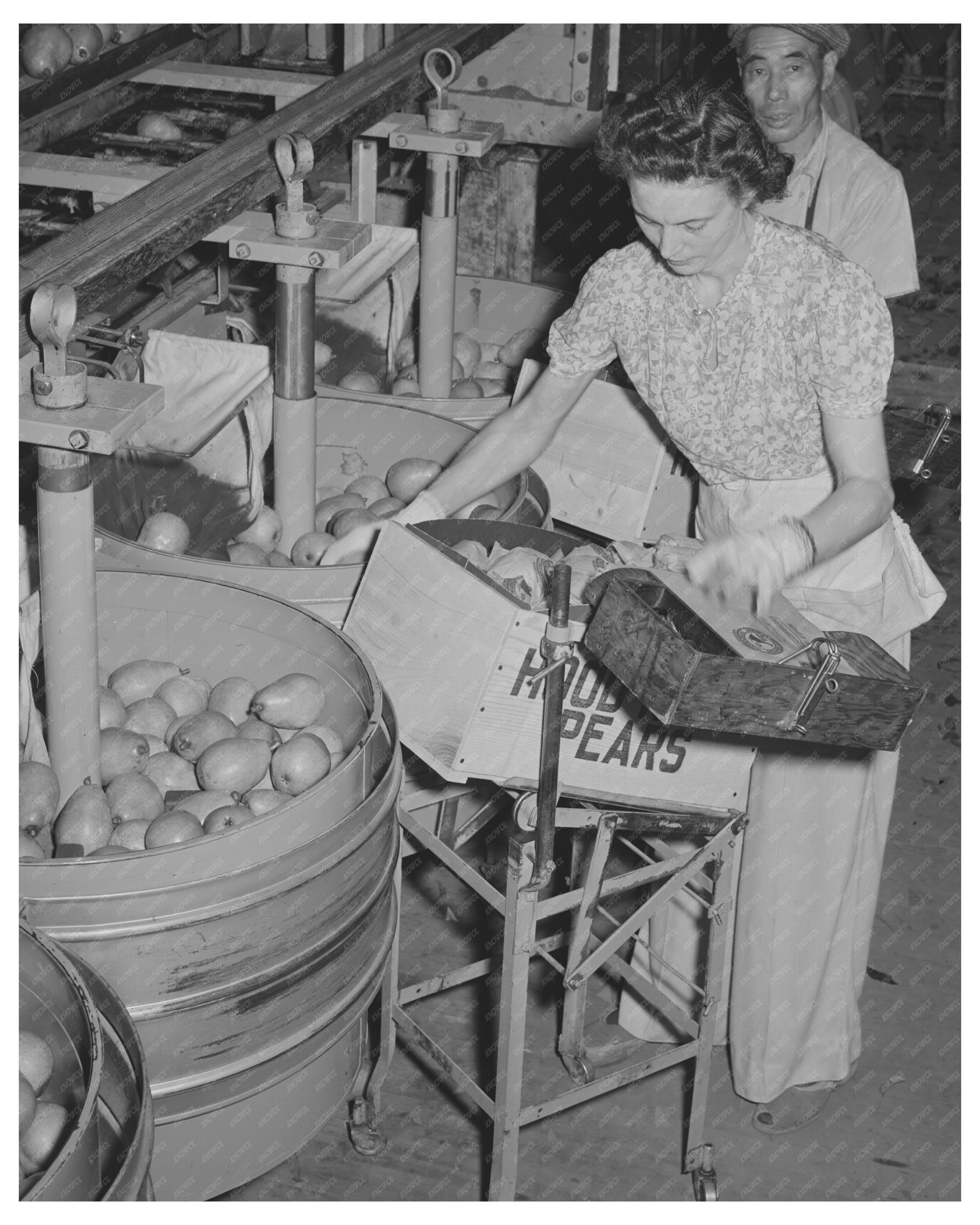 Pears Packing Process Hood River Oregon September 1941