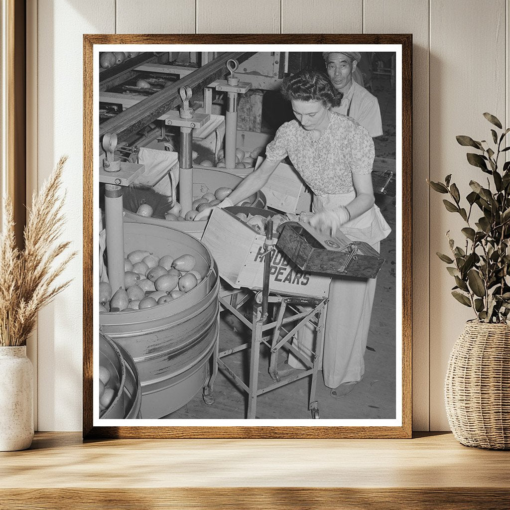 Pears Packing Process Hood River Oregon September 1941