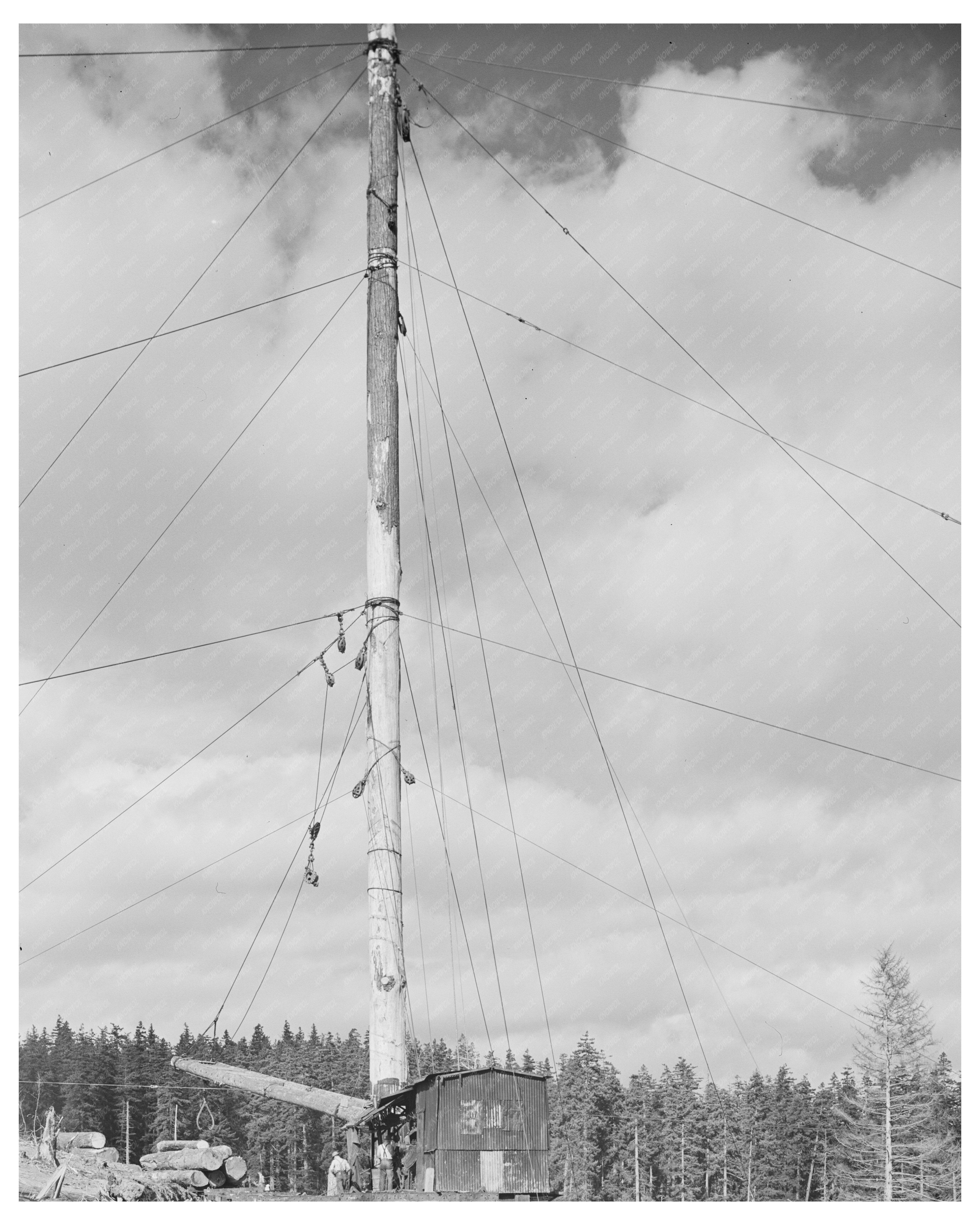 Long Bell Lumber Company Washing Spar Tree 1941