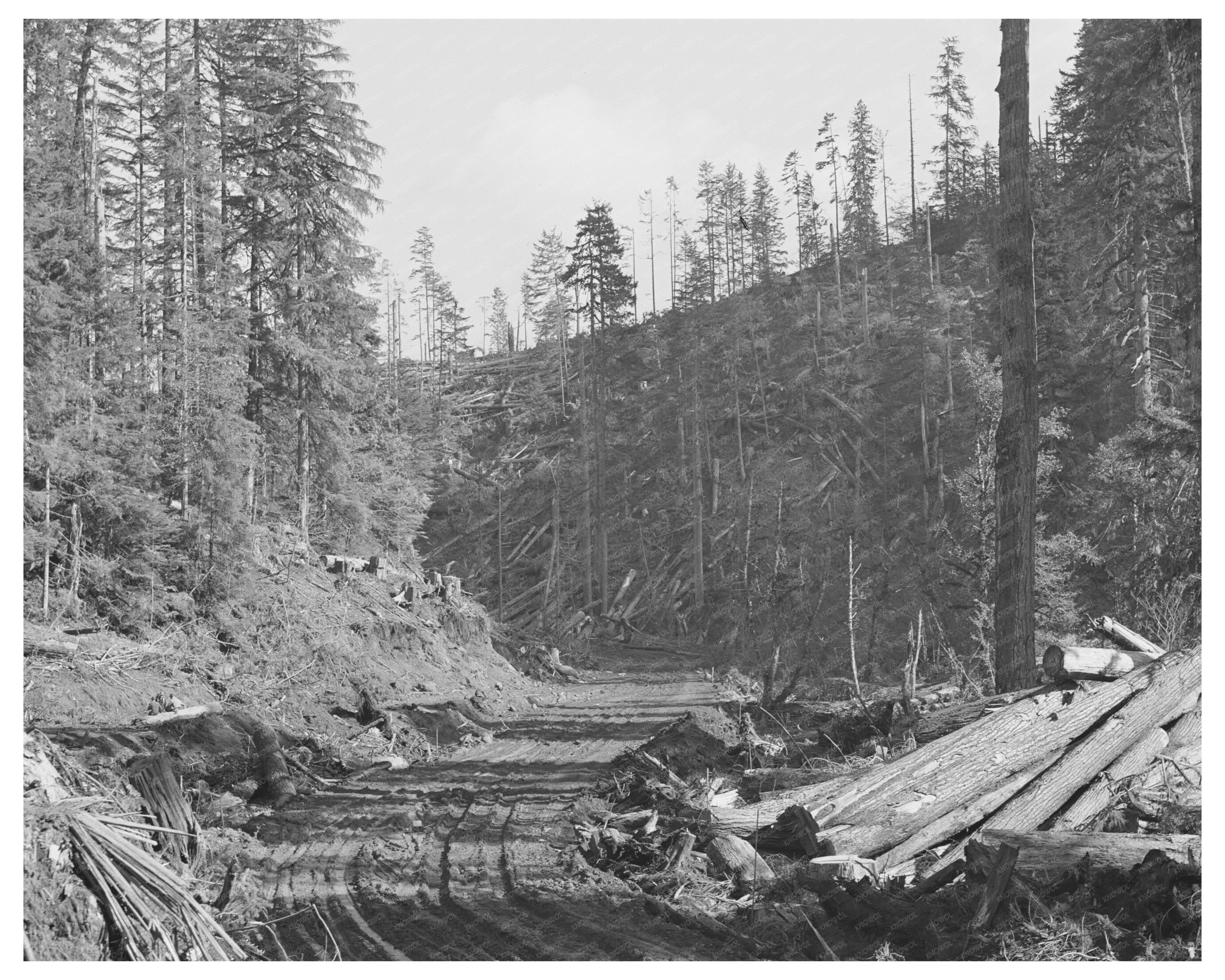 Cowlitz County Logging Road Photo 1941