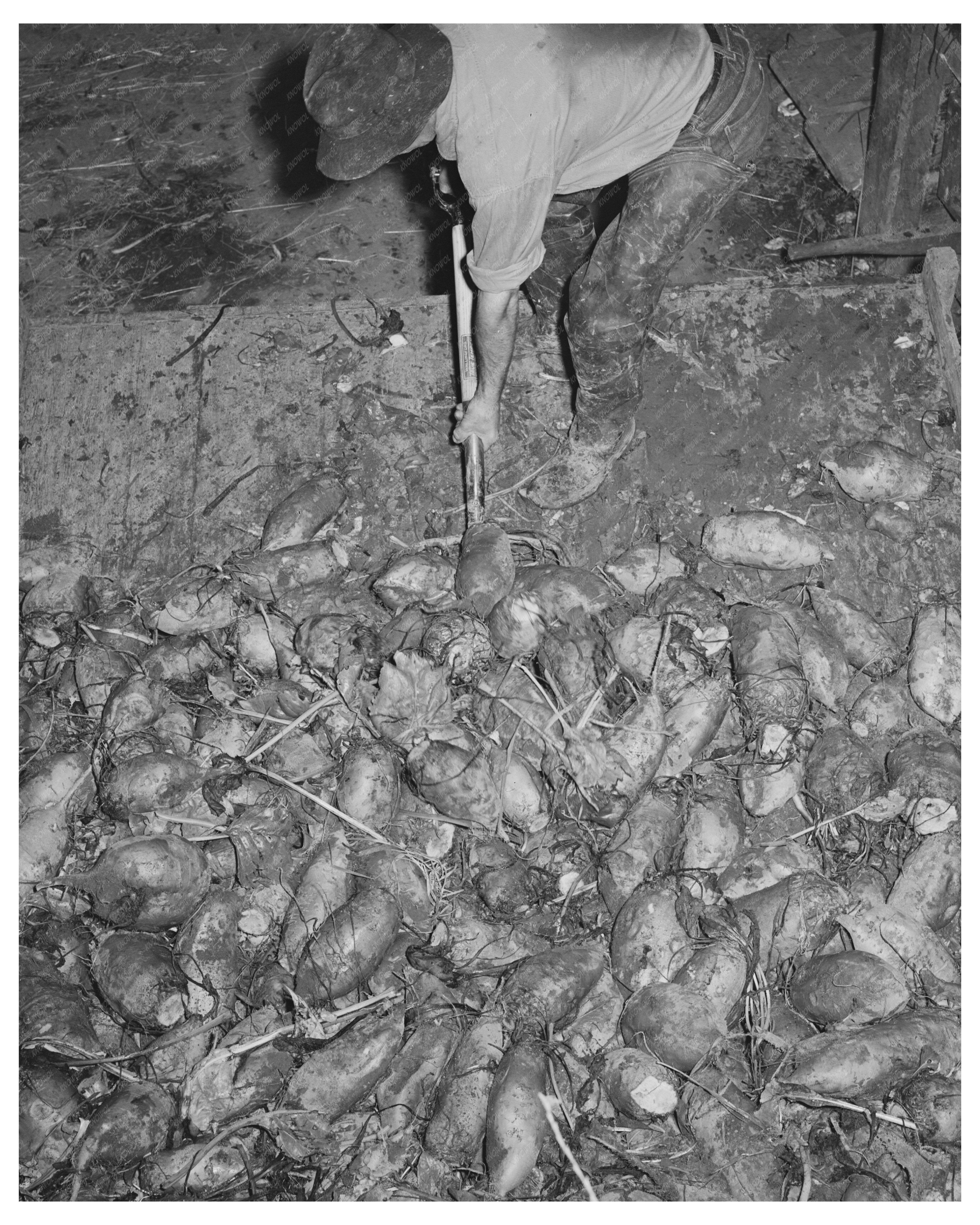 Field Beets for Cattle Feed in Tillamook County 1941