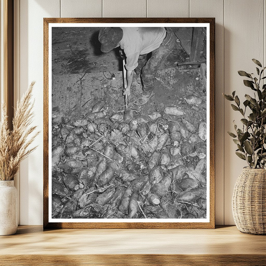 Field Beets for Cattle Feed in Tillamook County 1941