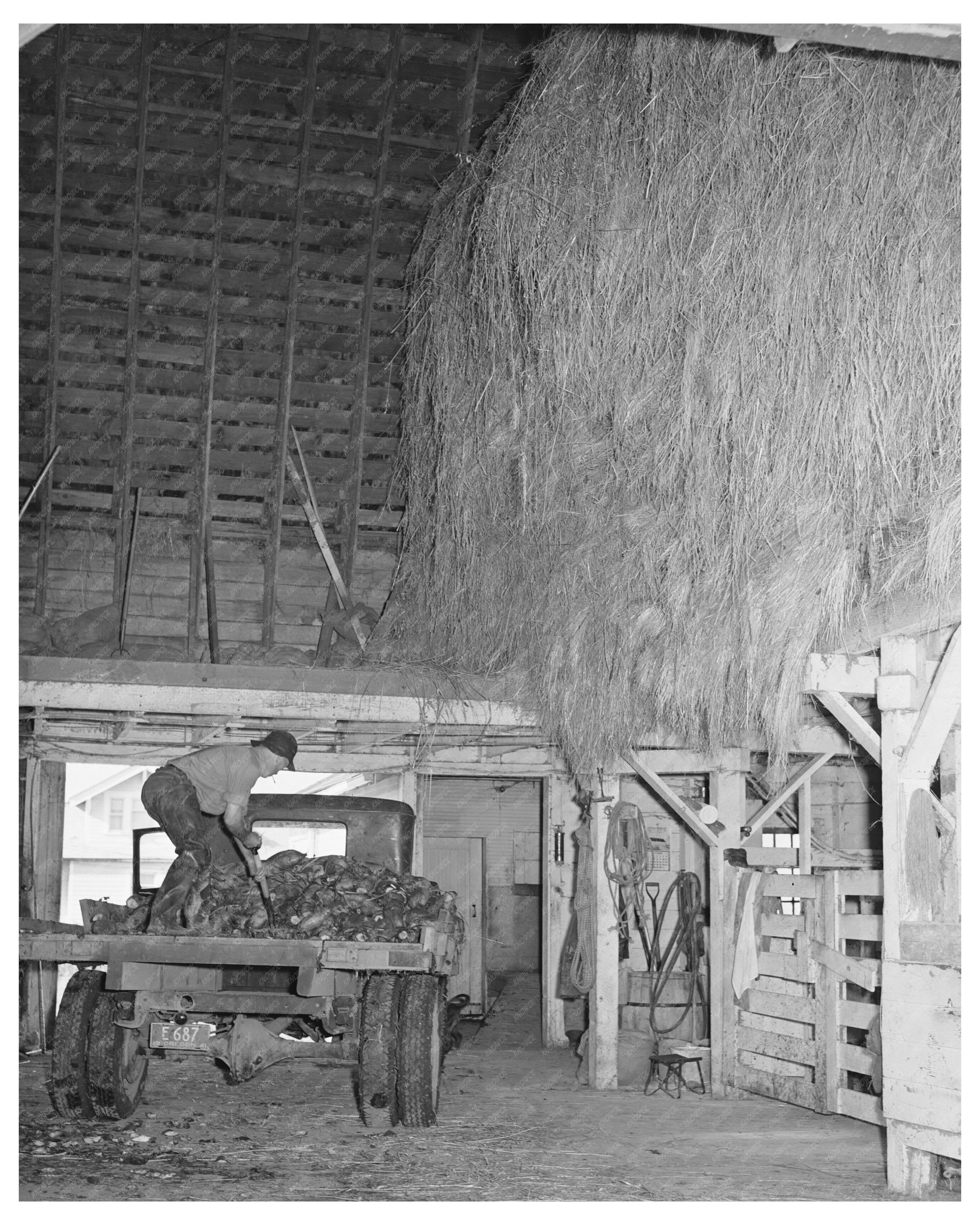 Dairy Farmer Unloading Field Beets in Oregon 1941