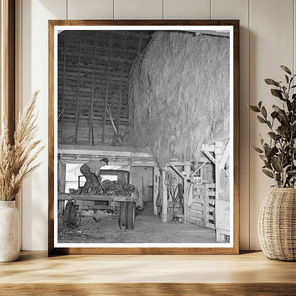 Dairy Farmer Unloading Field Beets in Oregon 1941