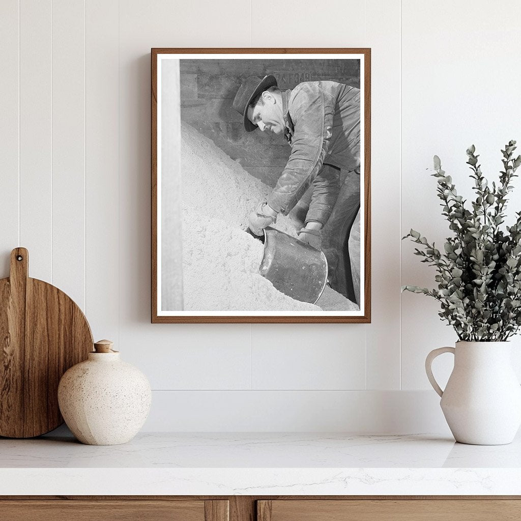 Idaho Farmer Collects Cattle Feed November 1941
