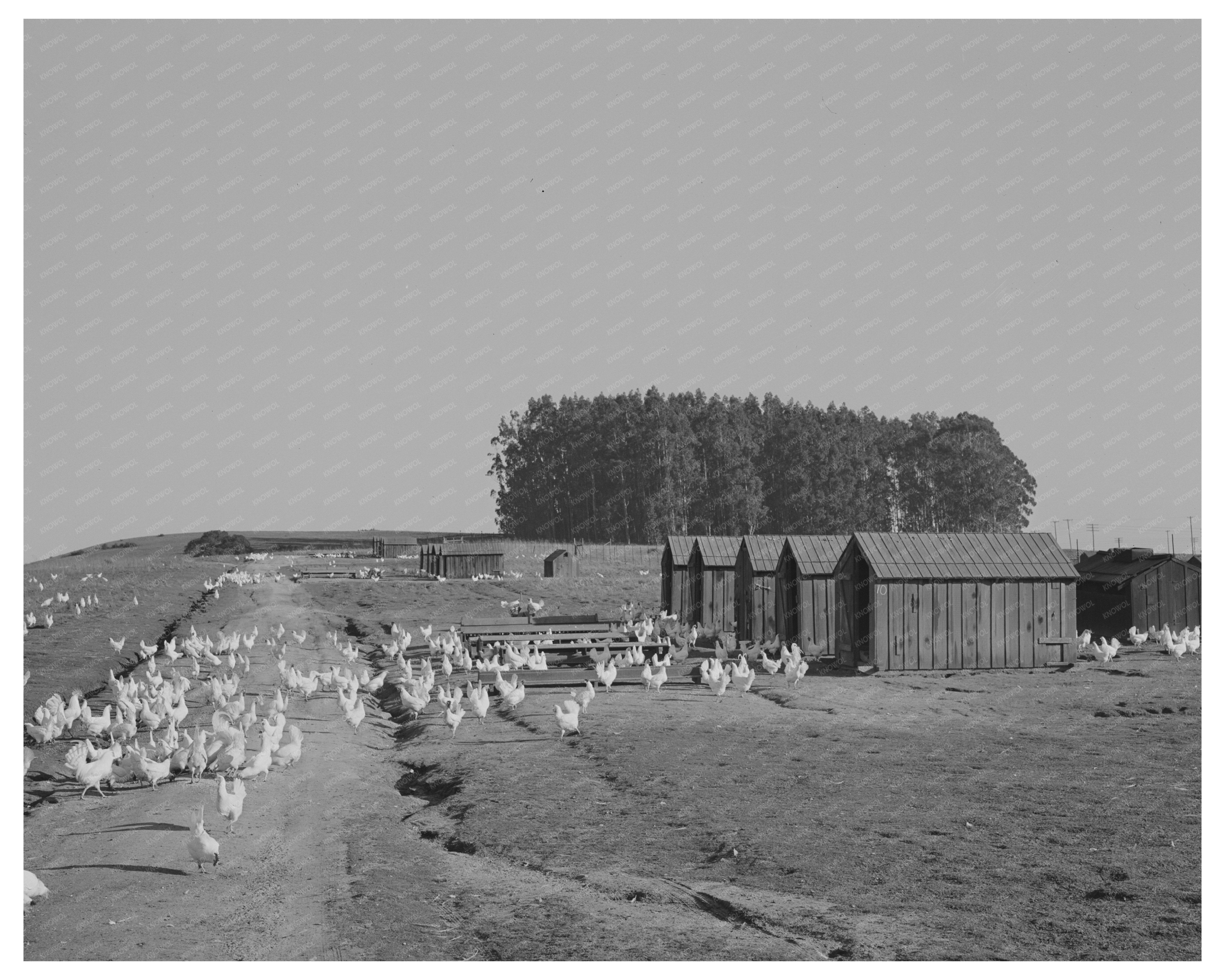 Chickens on a Ranch in Sonoma County 1942