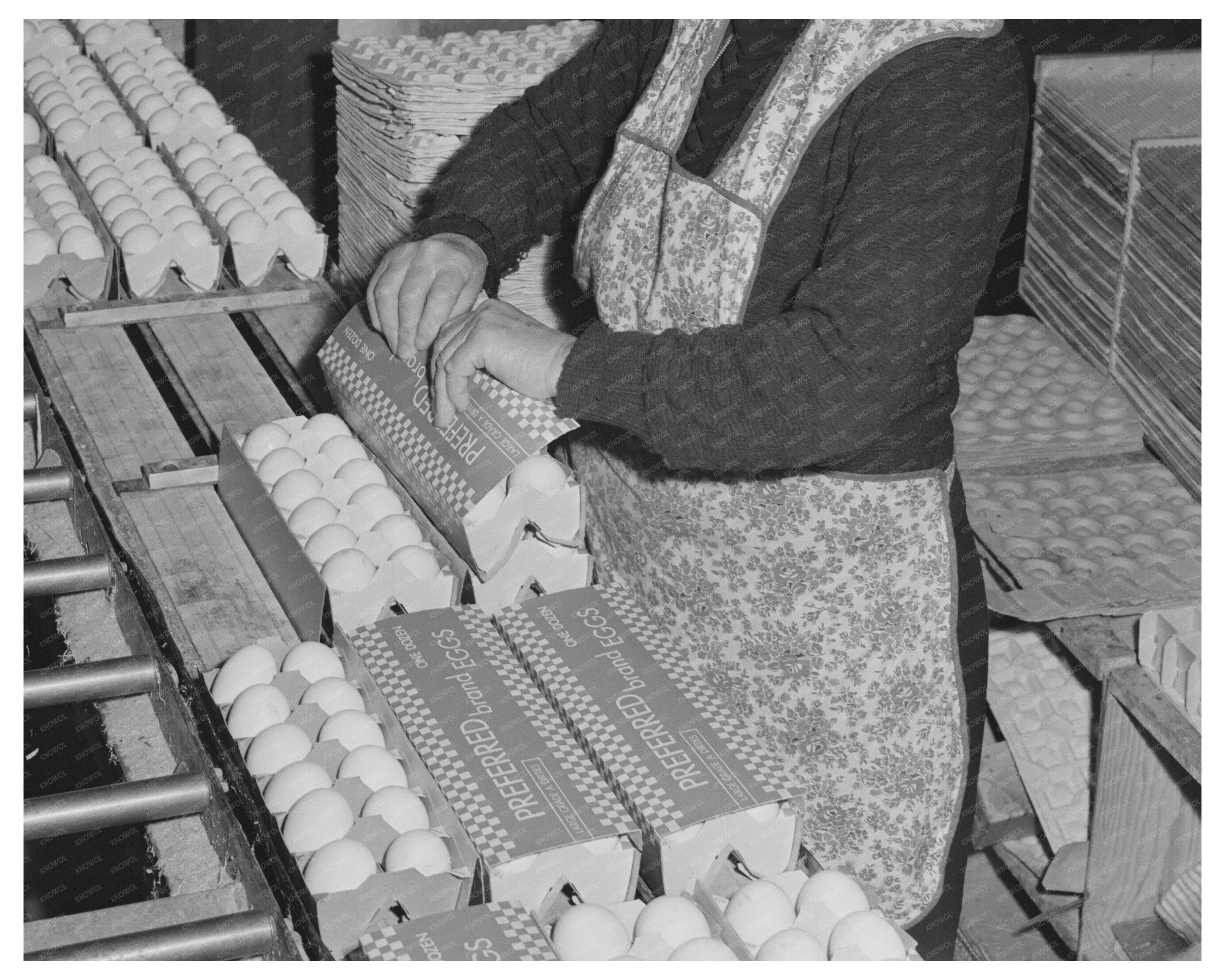 1942 Vintage Photo of Workers Packing Eggs in Petaluma