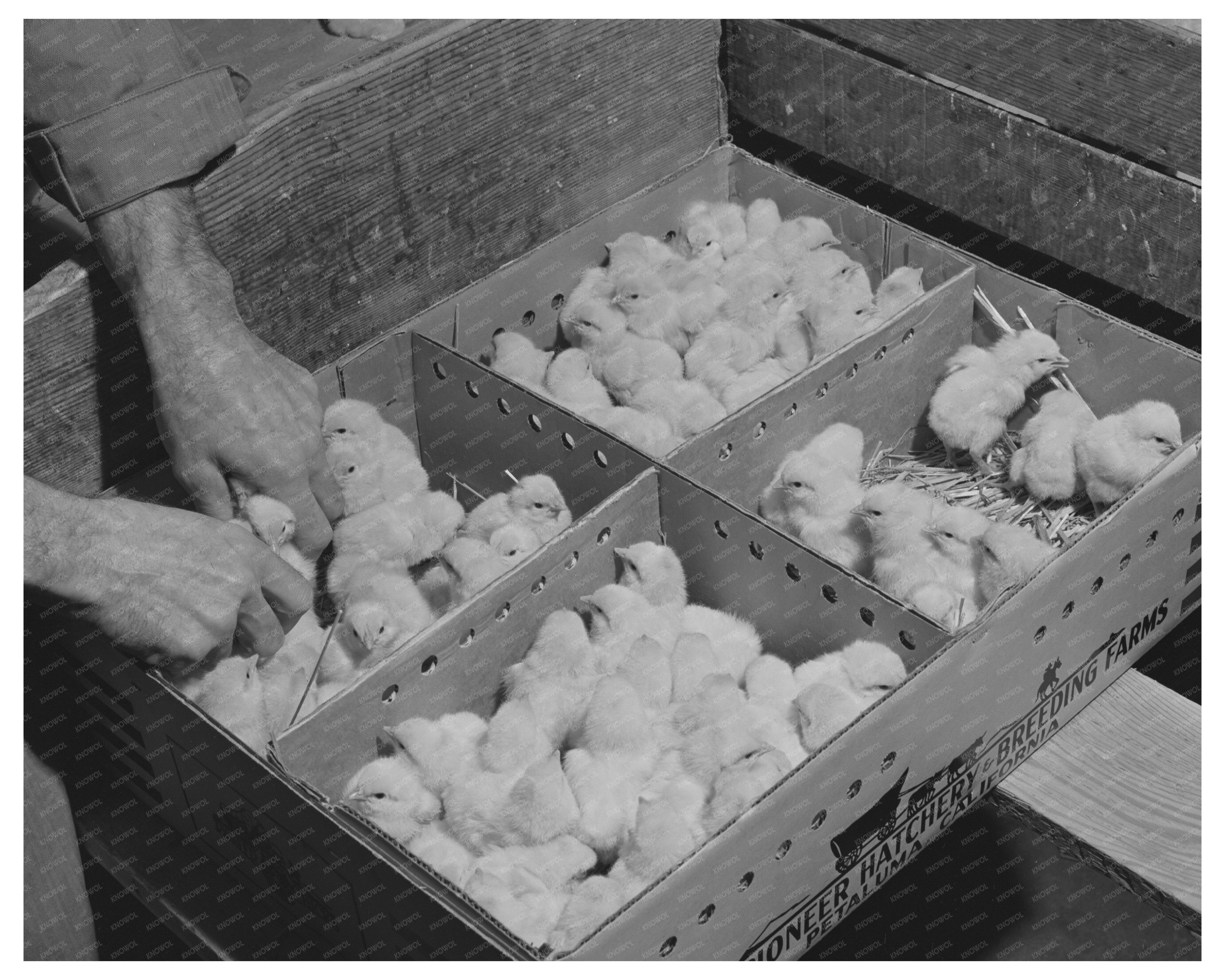 1942 Vintage Photo of Packing Baby Chicks in California