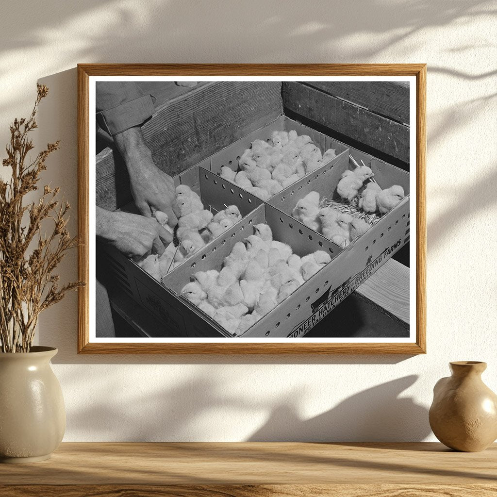 1942 Vintage Photo of Packing Baby Chicks in California