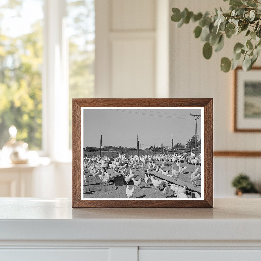 Chickens for Eggs Sonoma County California 1942