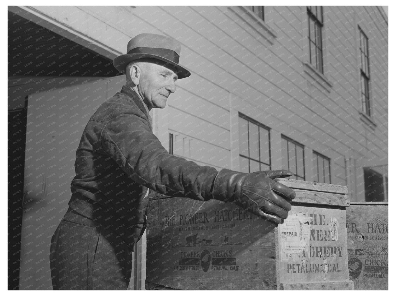 Baby Chicks Leaving Hatchery Sonoma County 1942