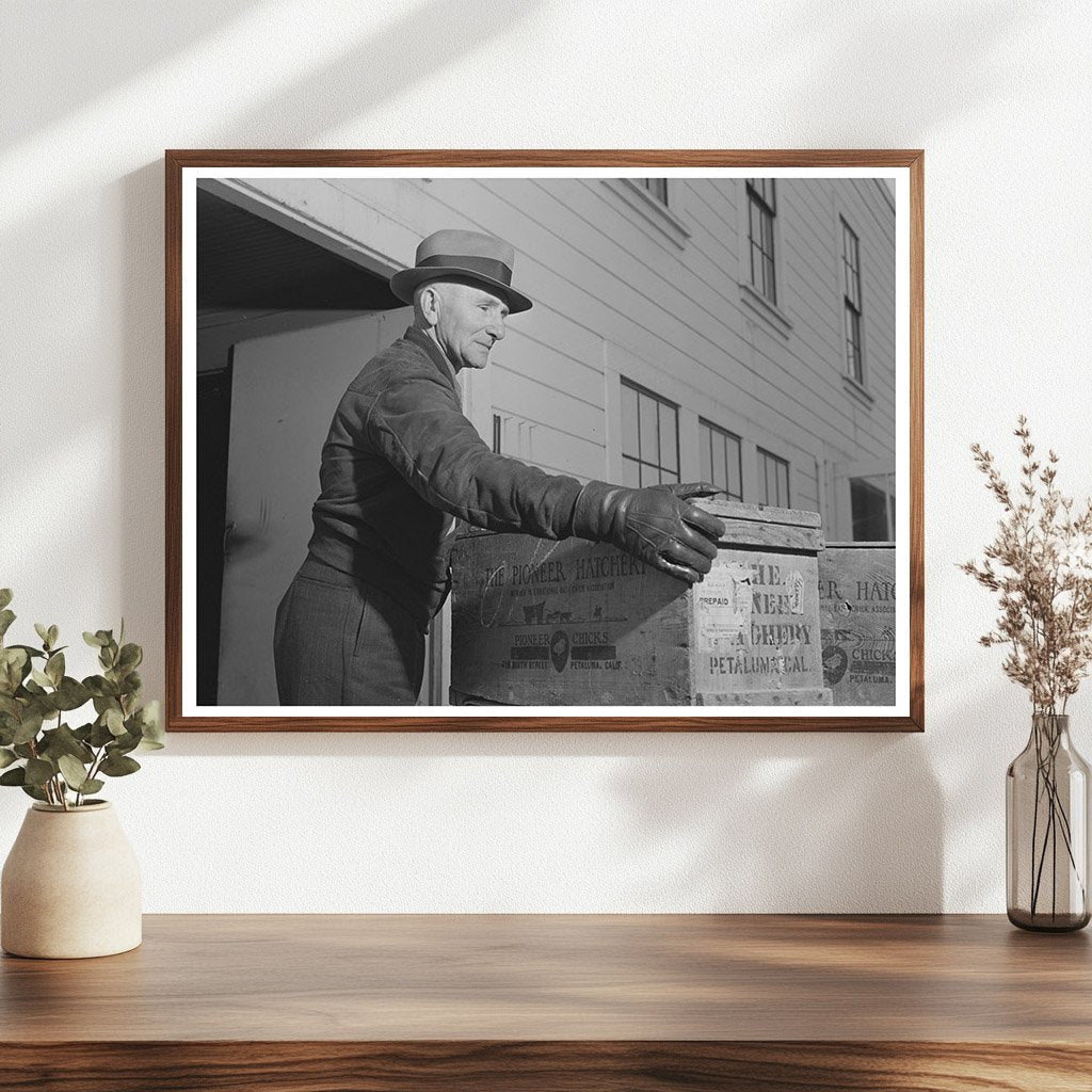 Baby Chicks Leaving Hatchery Sonoma County 1942