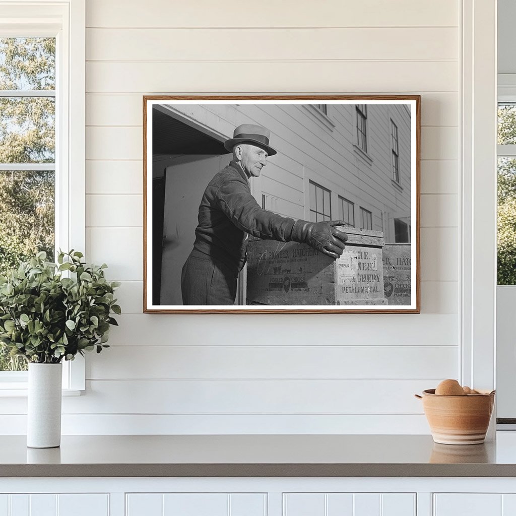 Baby Chicks Leaving Hatchery Sonoma County 1942