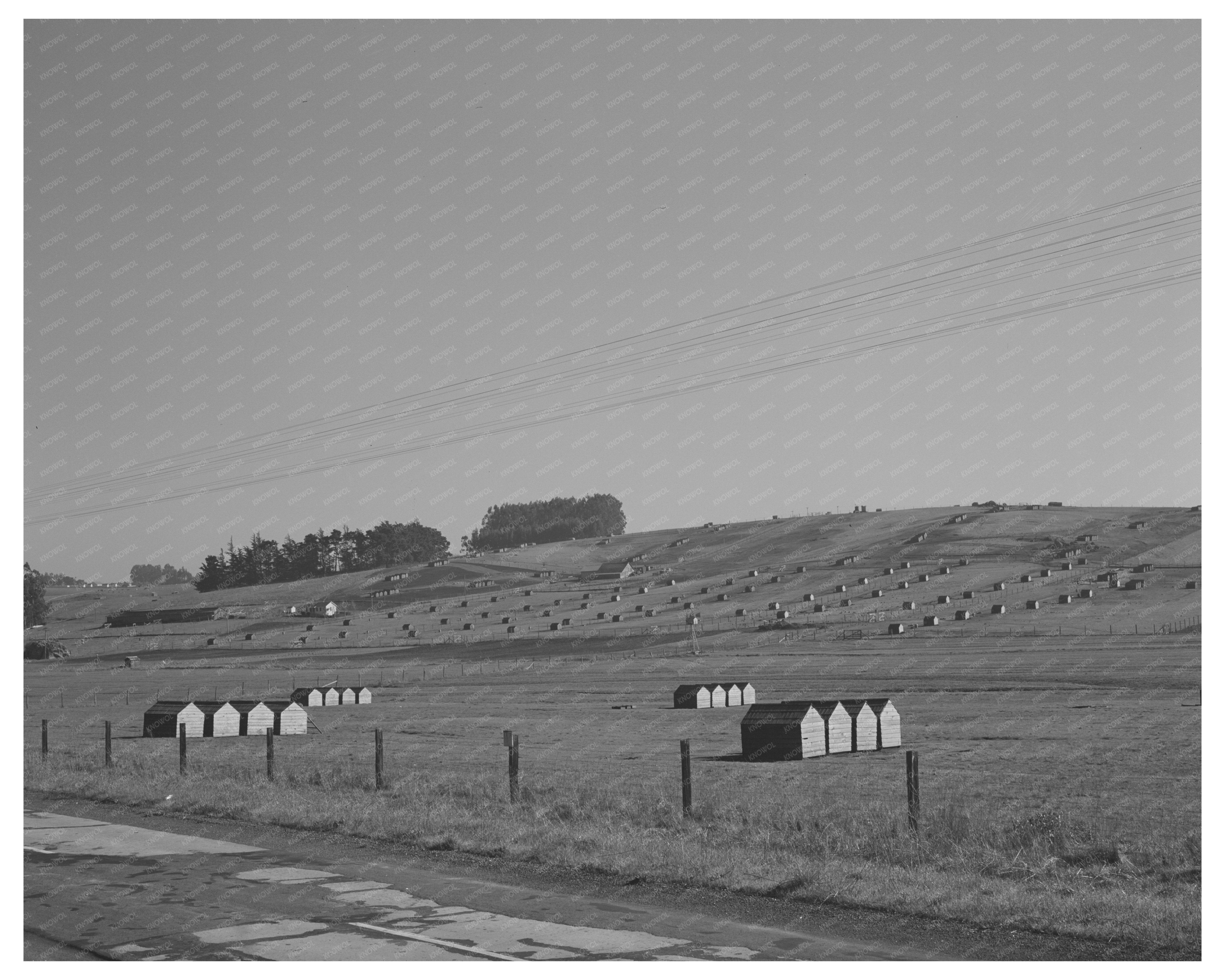 Vintage Chicken Houses Sonoma County Ranch January 1942