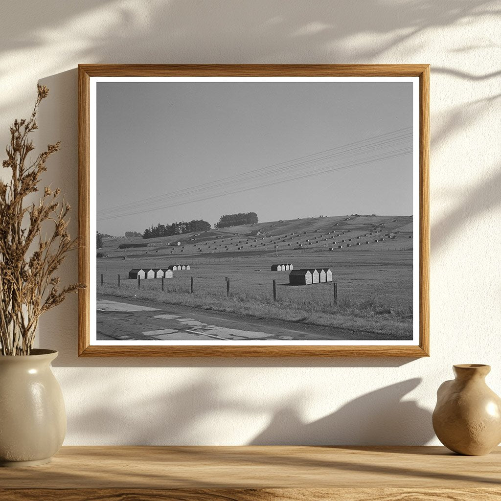 Vintage Chicken Houses Sonoma County Ranch January 1942