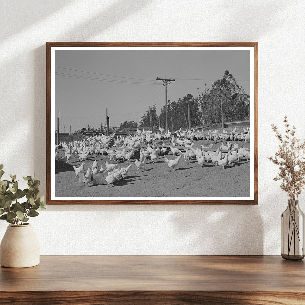 Chickens Raised for Eggs in Sonoma County 1942