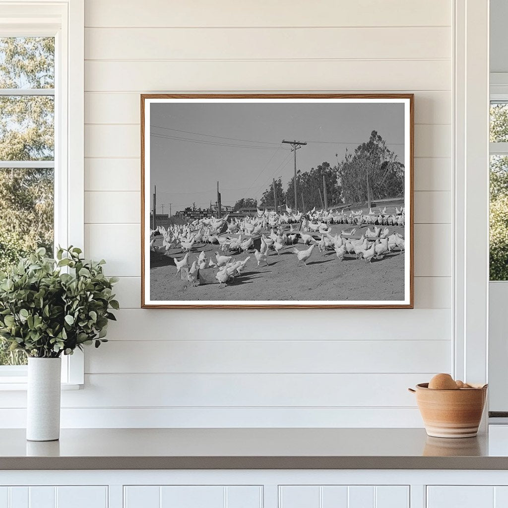 Chickens Raised for Eggs in Sonoma County 1942