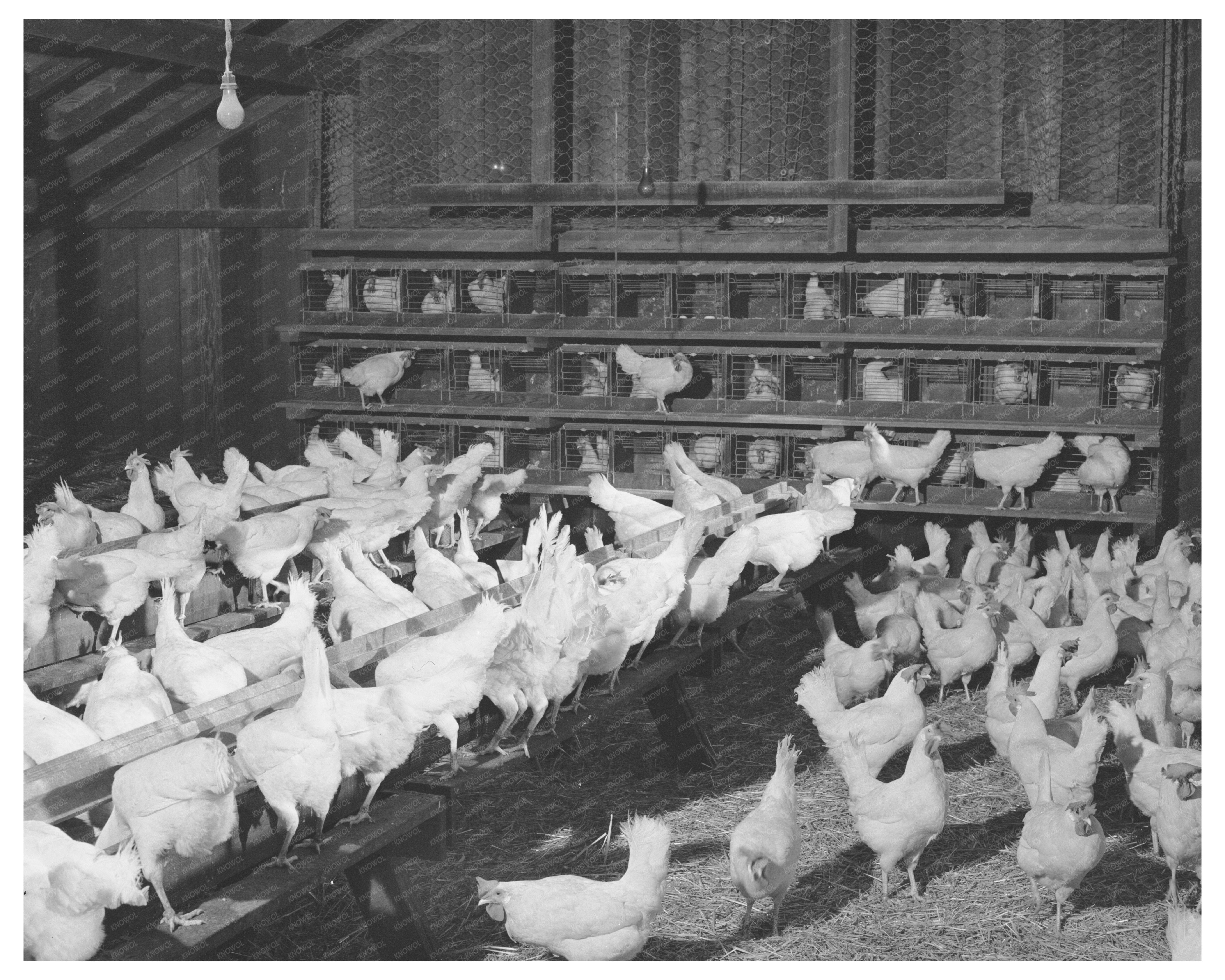 Hens in Chicken House Sonoma County 1942