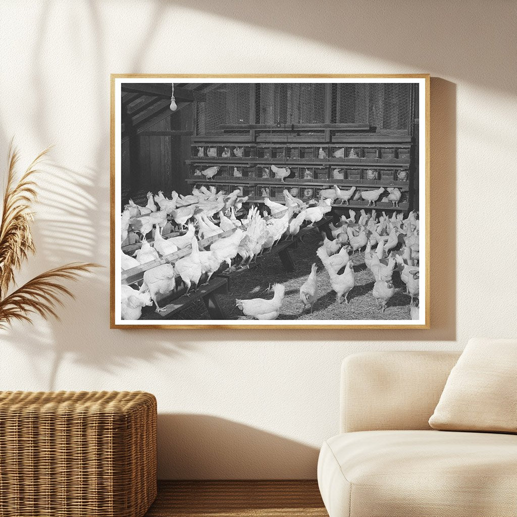 Hens in Chicken House Sonoma County 1942