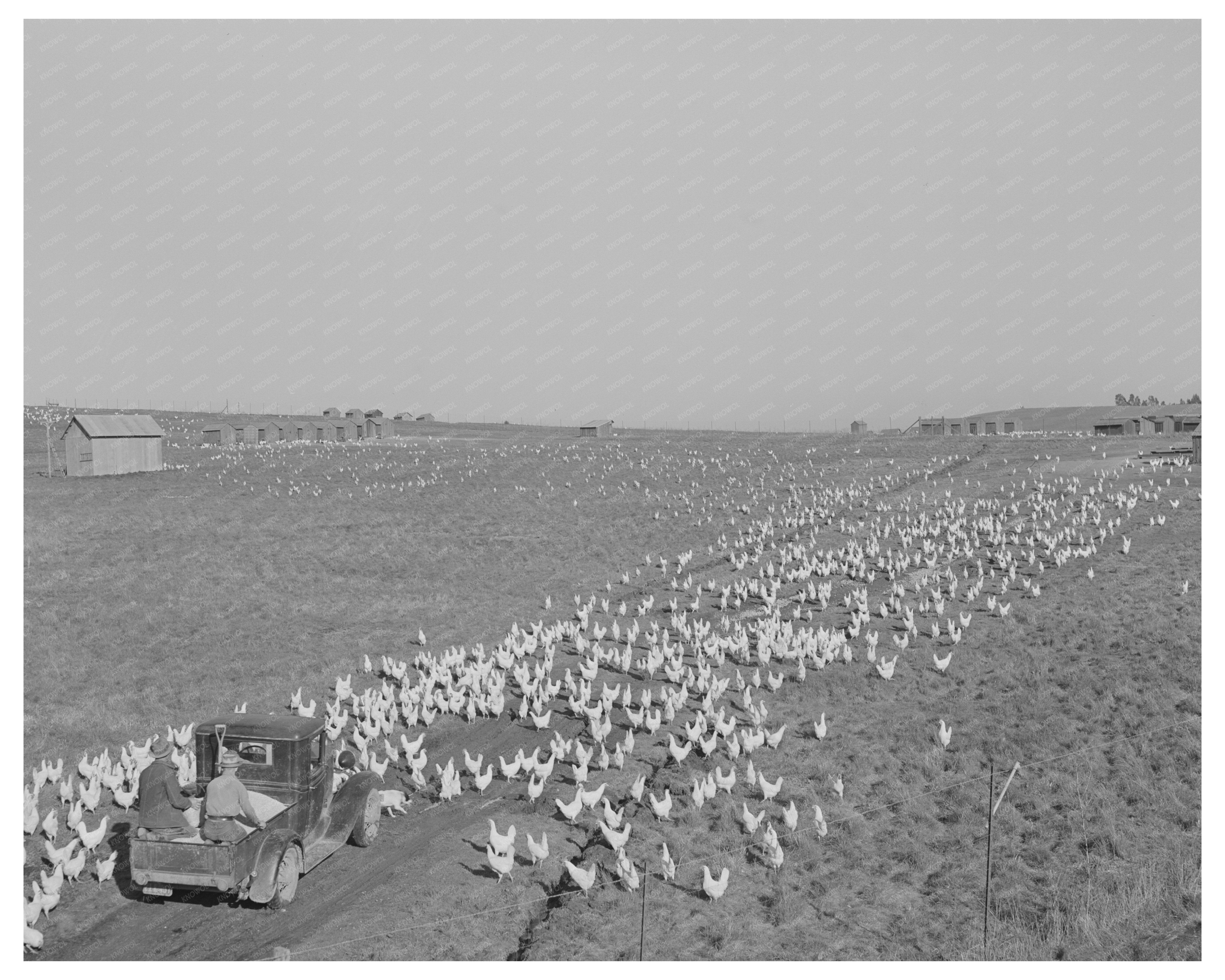 Sonoma County Ranch Scene Feeding Chickens 1942