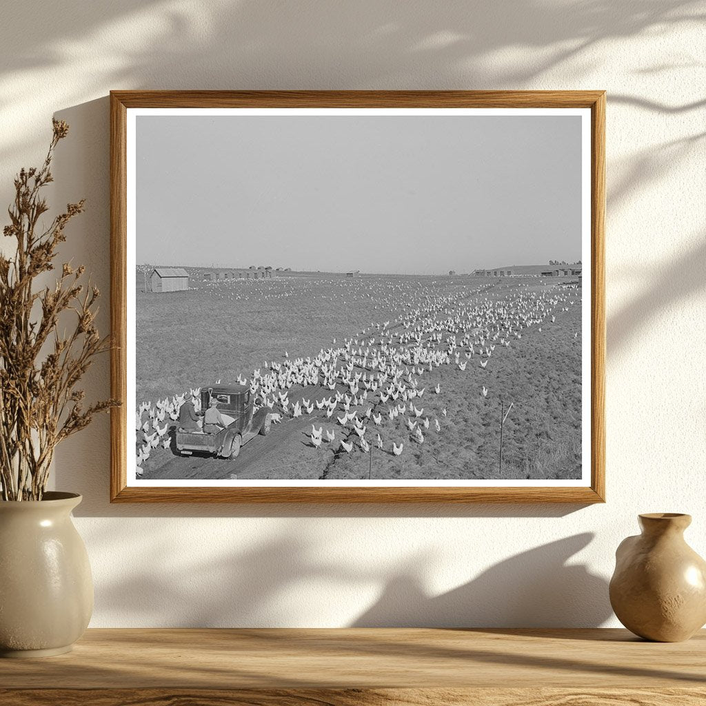 Sonoma County Ranch Scene Feeding Chickens 1942