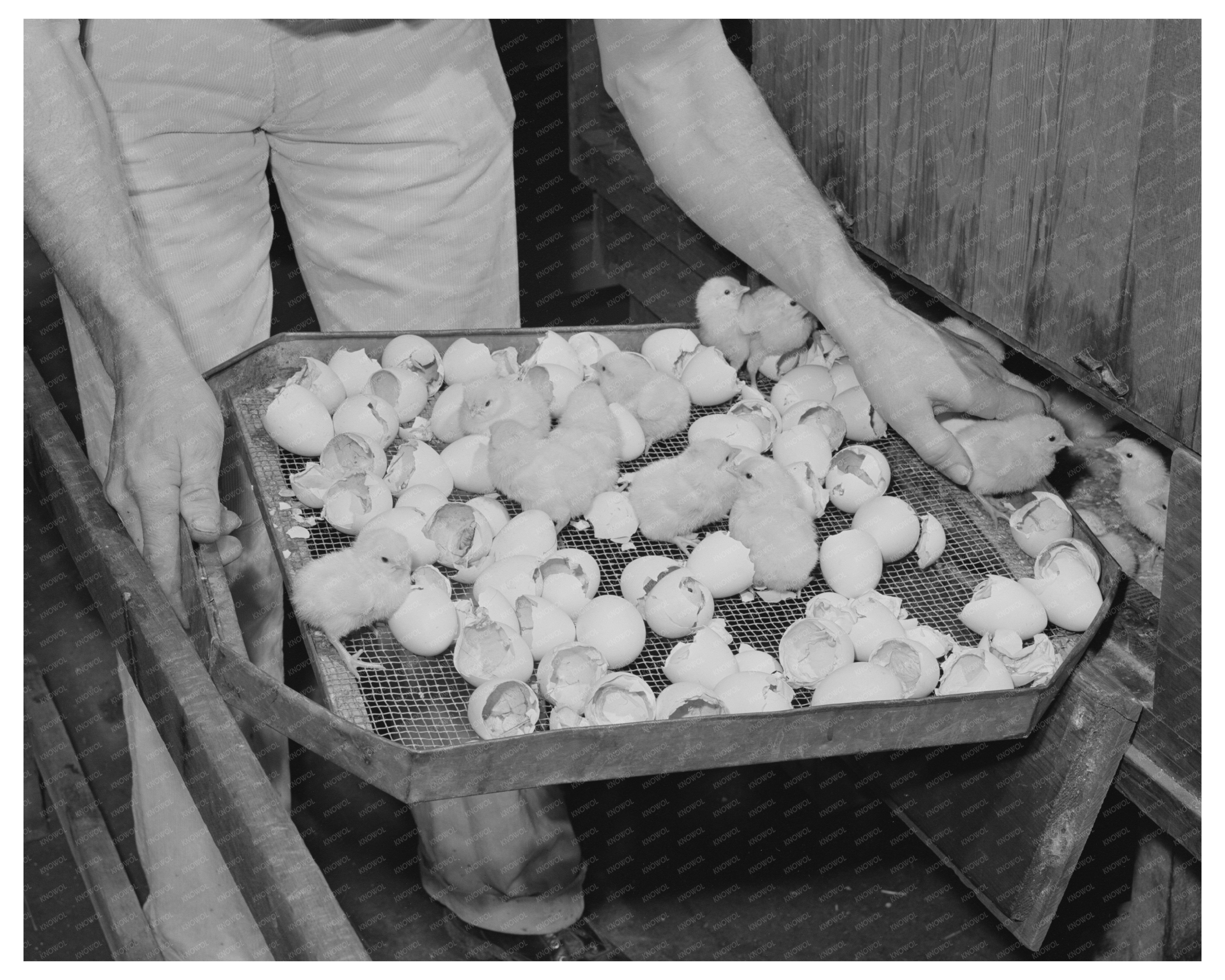 1942 Vintage Image of Newly-Hatched Chicks in California