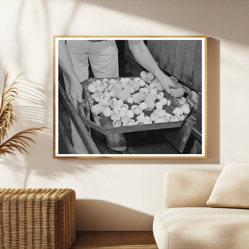 1942 Vintage Image of Newly-Hatched Chicks in California
