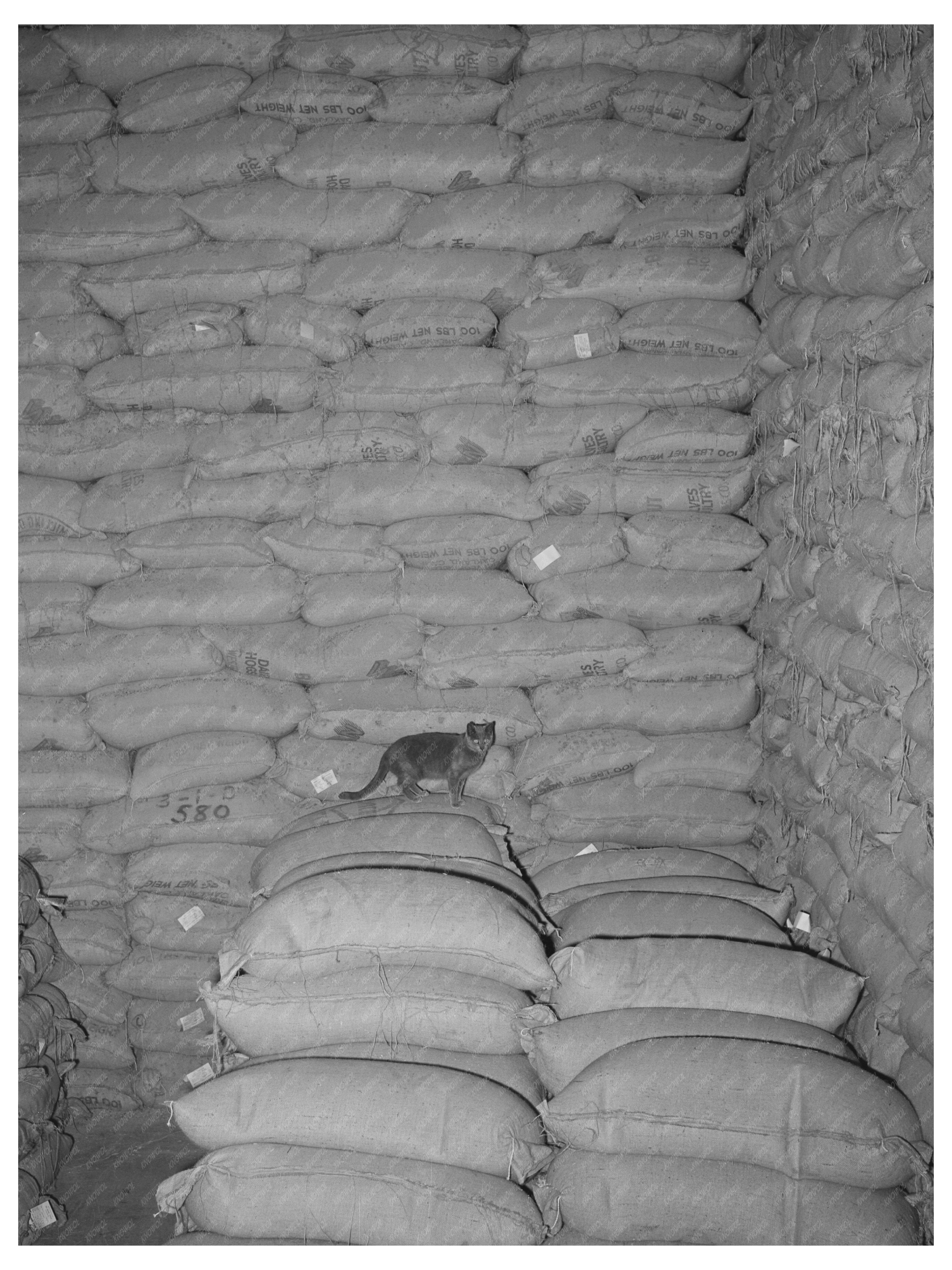 Vintage Feed Mill in Petaluma California 1942