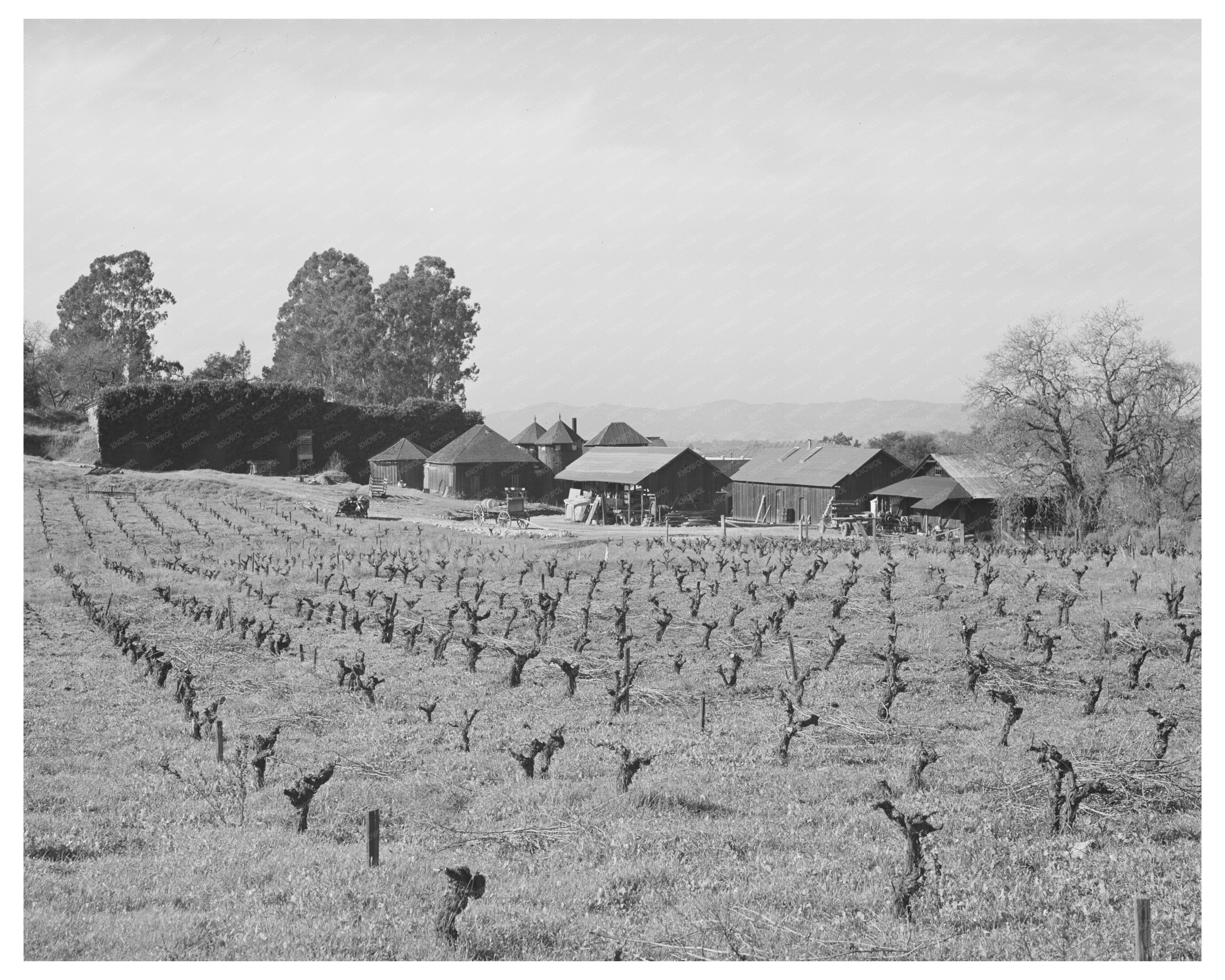 Sonoma County Vineyard and Winery January 1942