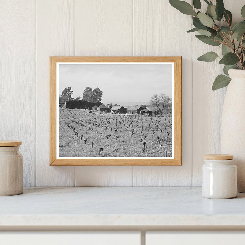 Sonoma County Vineyard and Winery January 1942
