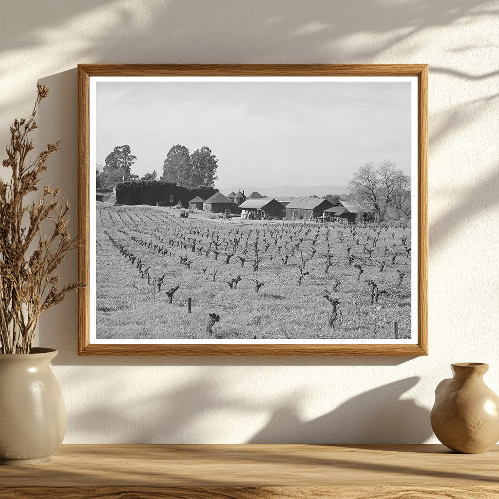 Sonoma County Vineyard and Winery January 1942