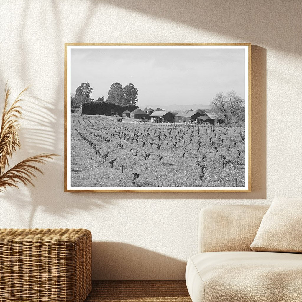 Sonoma County Vineyard and Winery January 1942