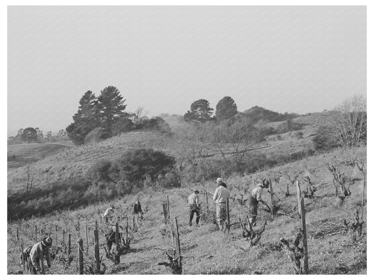 Vineyard Workers Pruning Grape Vines Sonoma County 1942