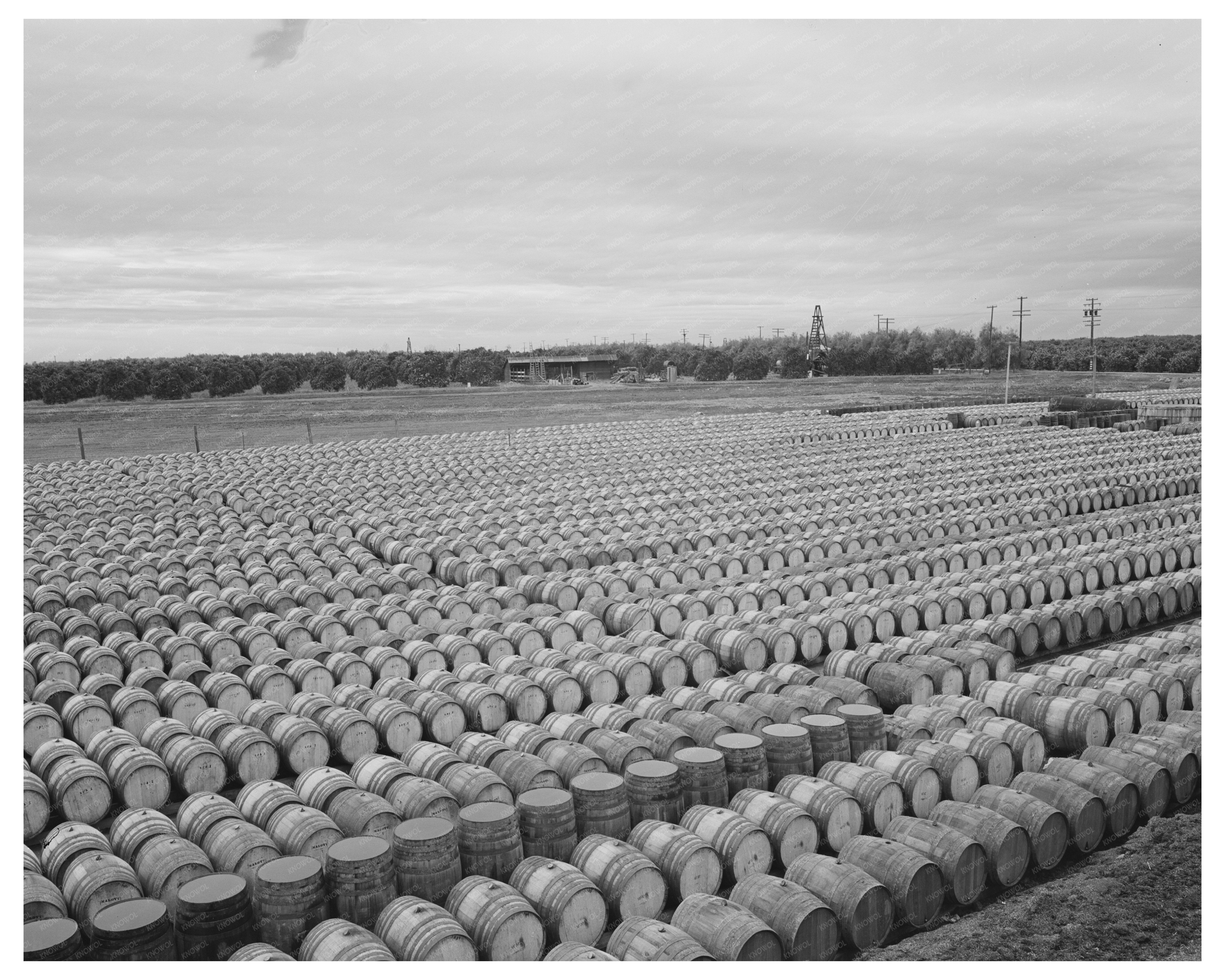 Pickled Olives Displayed in Strathmore California 1942