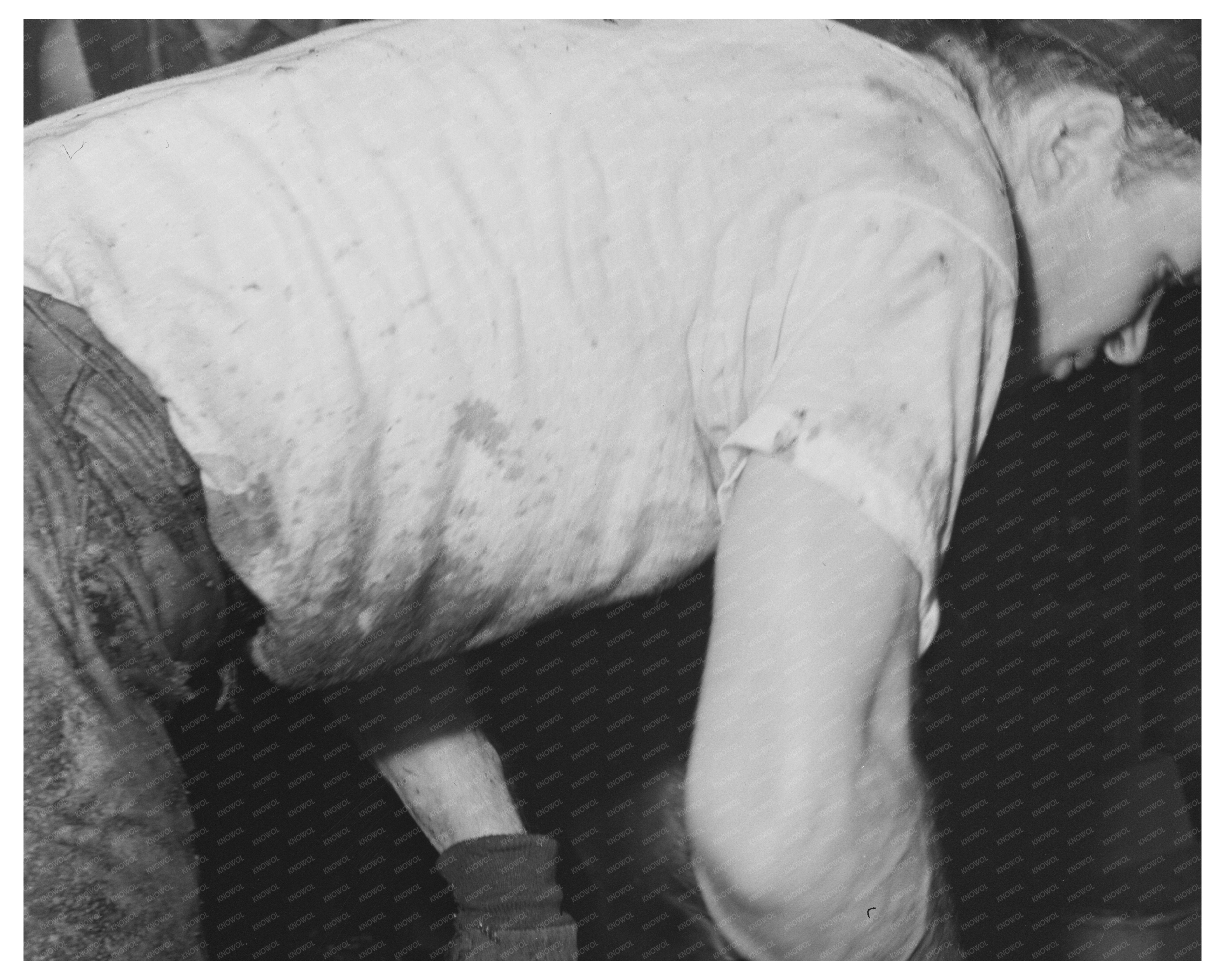 1942 Vintage Image of Workmen Packing Crushed Olives
