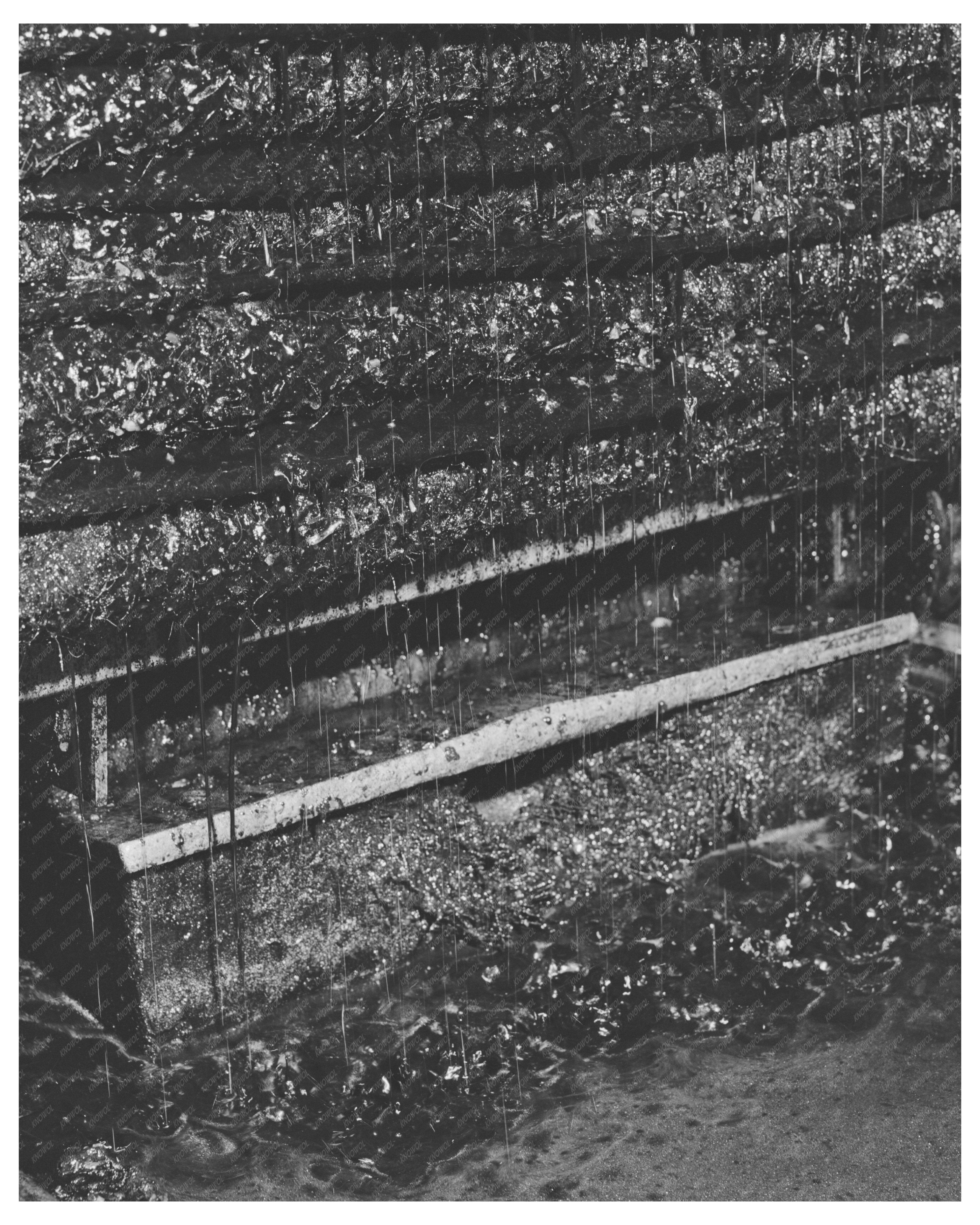 Olive Oil Extraction in Lindsay California February 1942