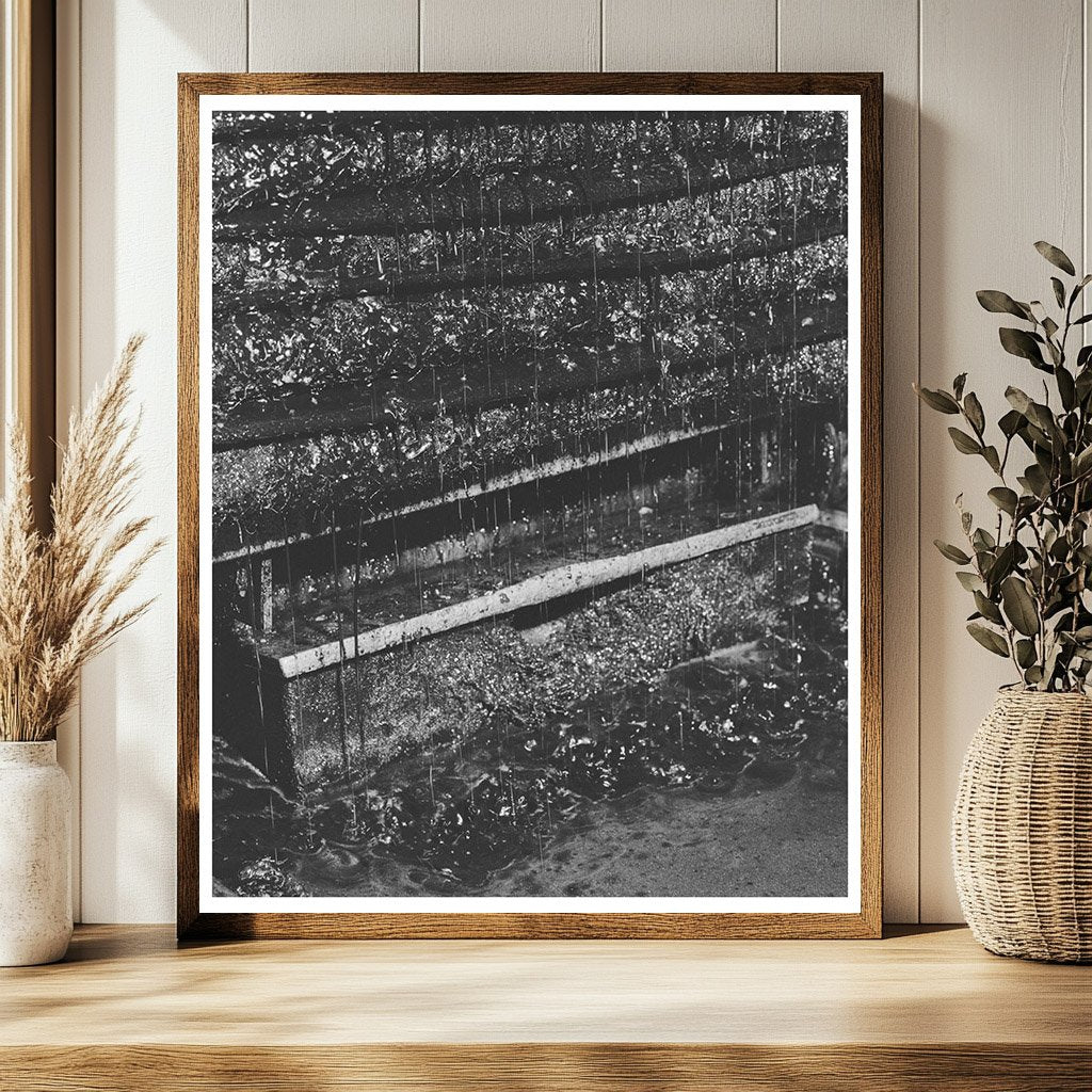 Olive Oil Extraction in Lindsay California February 1942