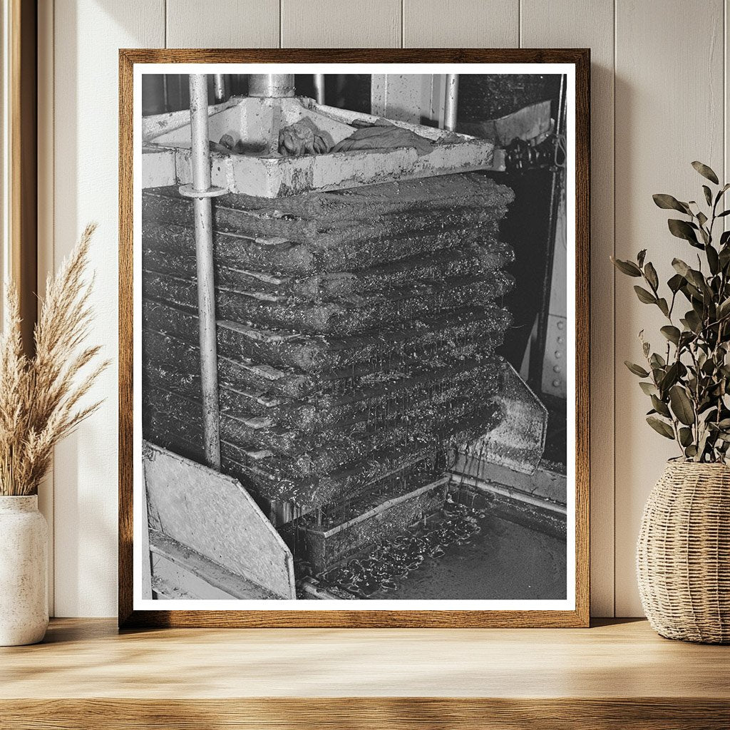Olive Oil Extraction Process in Lindsay California 1942