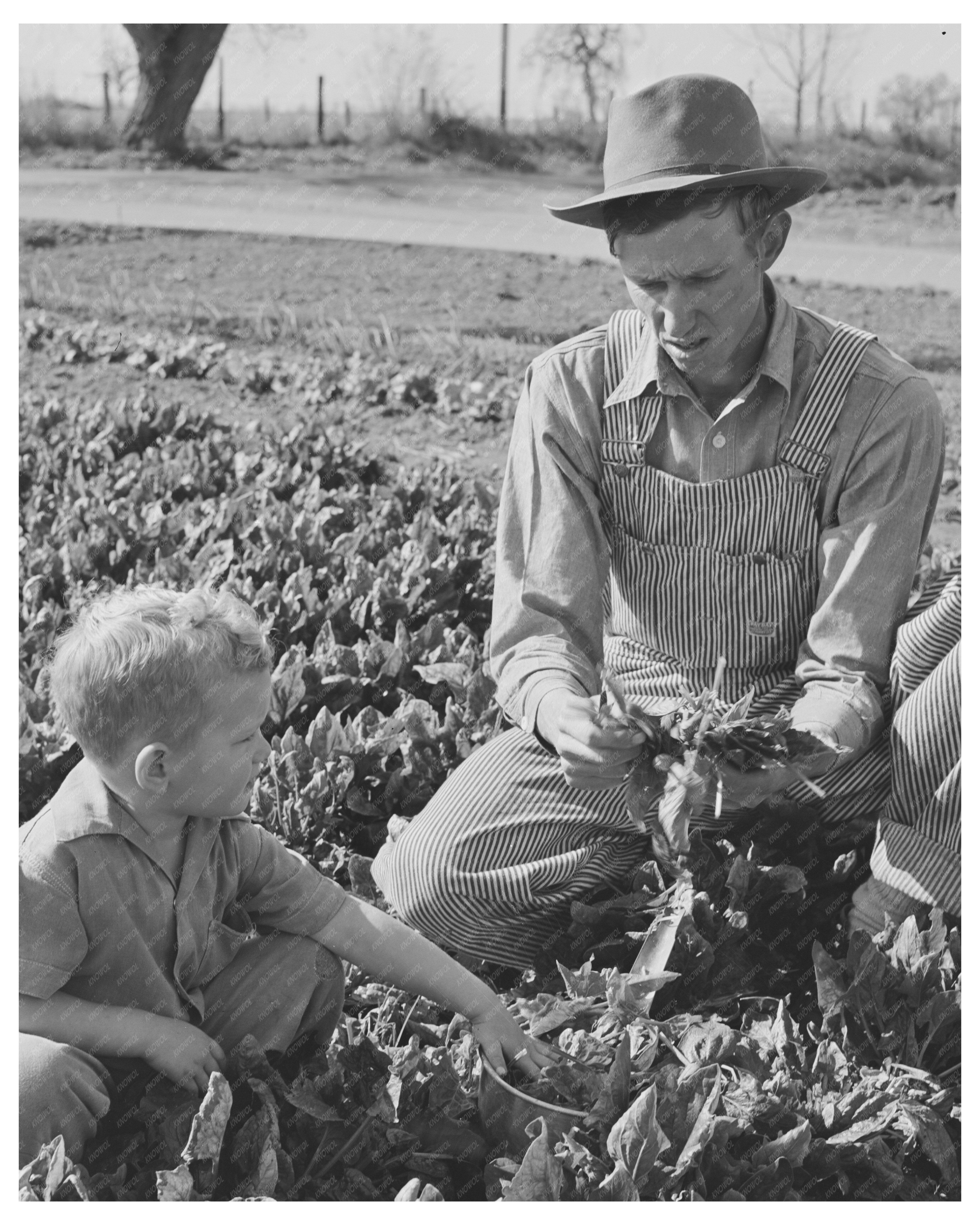 Farm Workers and Son in Woodville California 1942