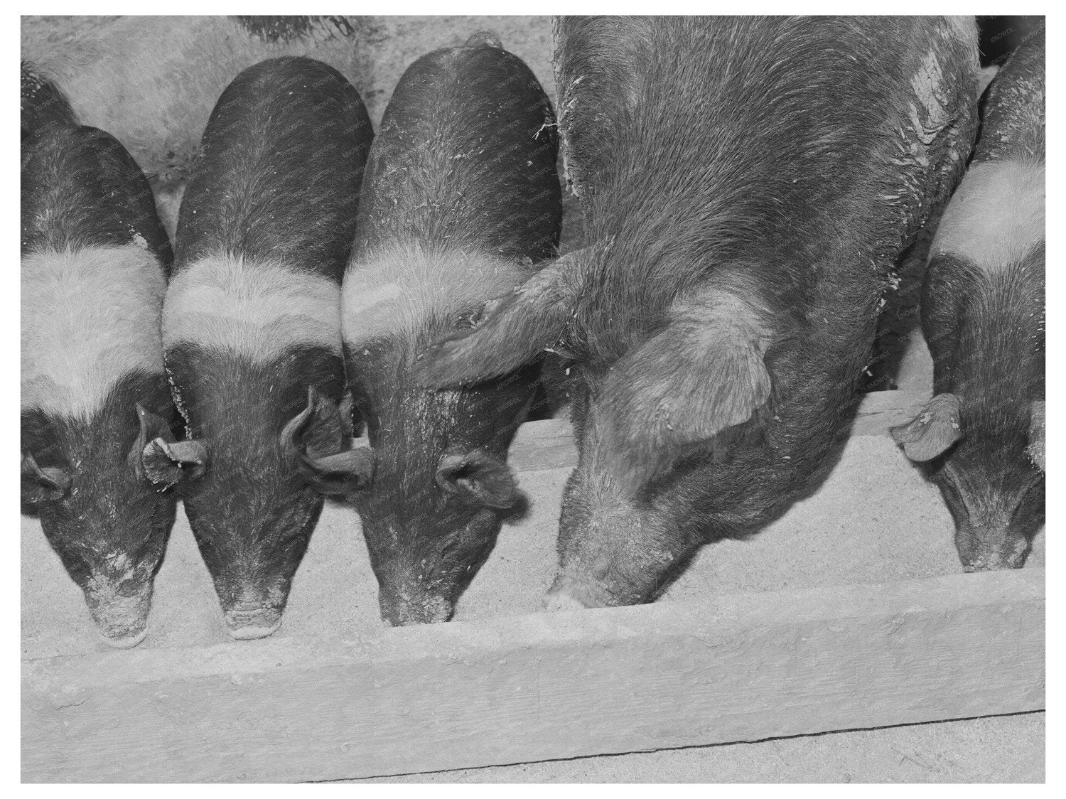 Sow with Piglets on Casa Grande Farms February 1942