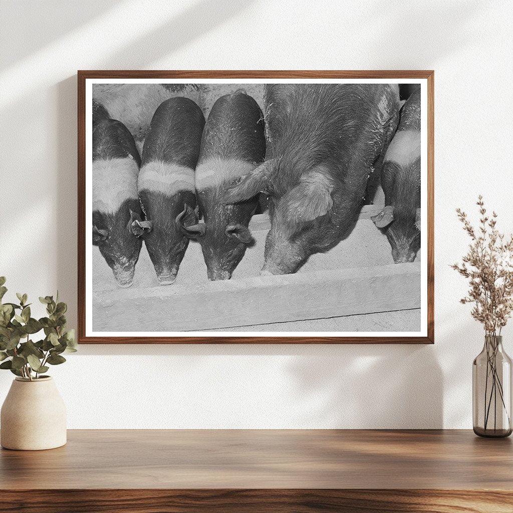 Sow with Piglets on Casa Grande Farms February 1942