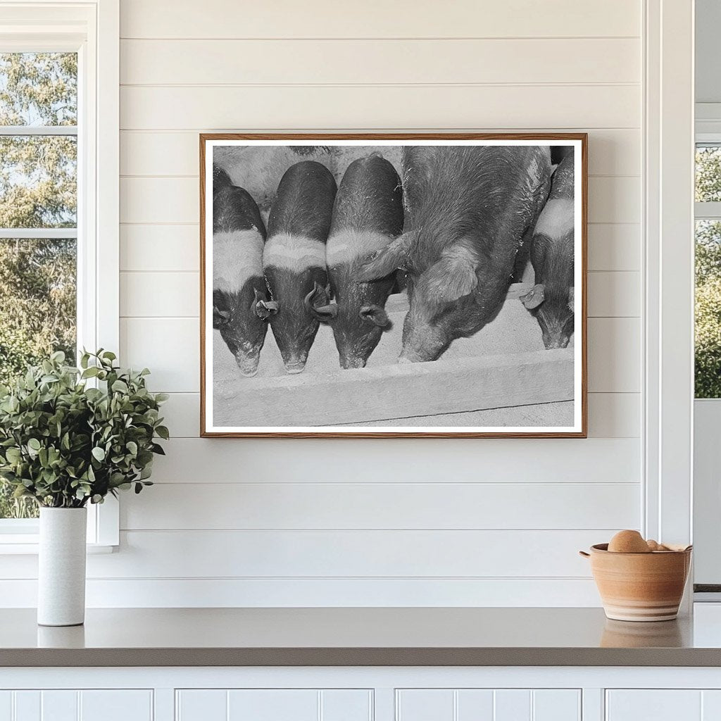 Sow with Piglets on Casa Grande Farms February 1942