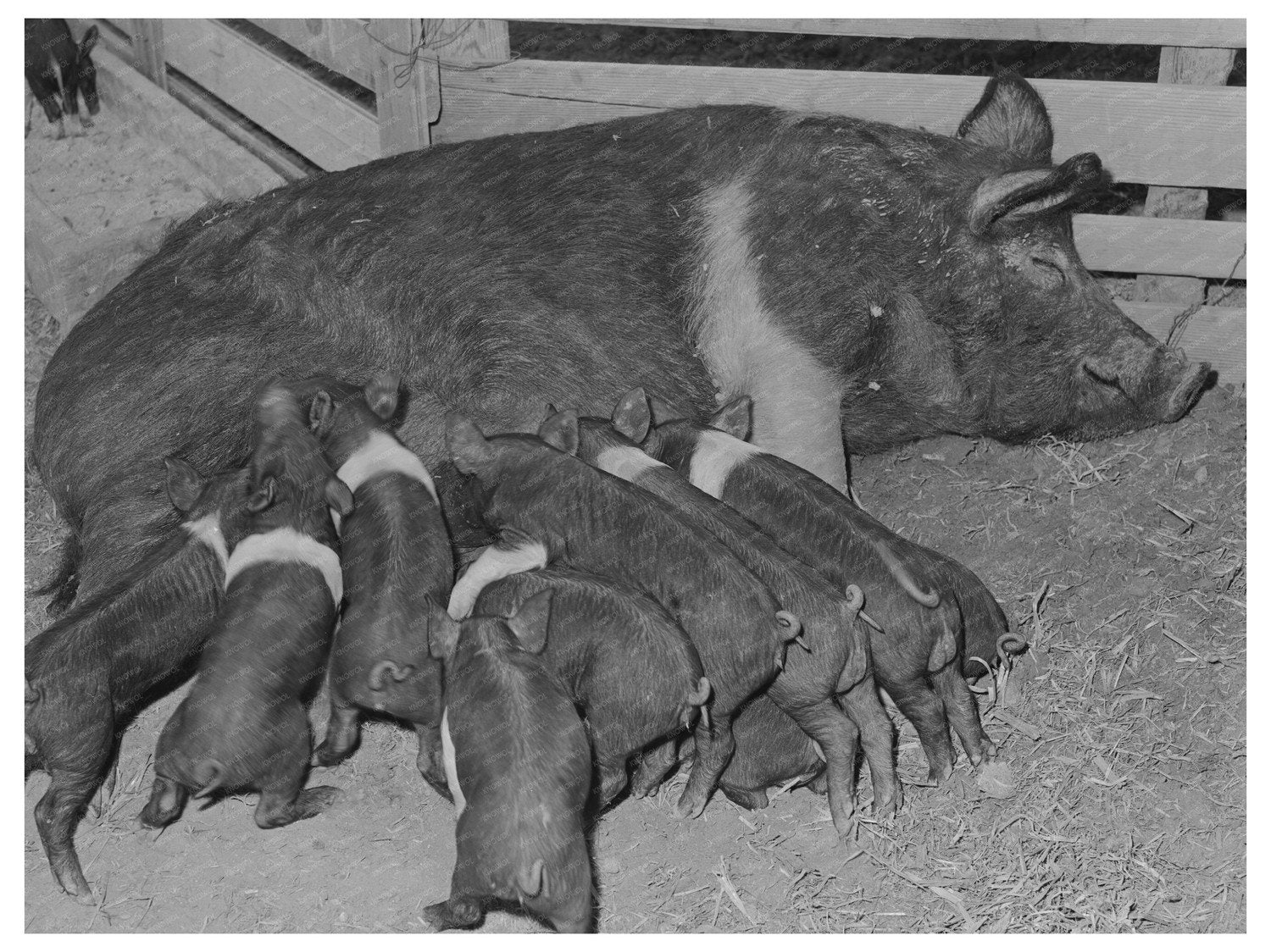 Casa Grande Farms Agriculture February 1942 Arizona Image