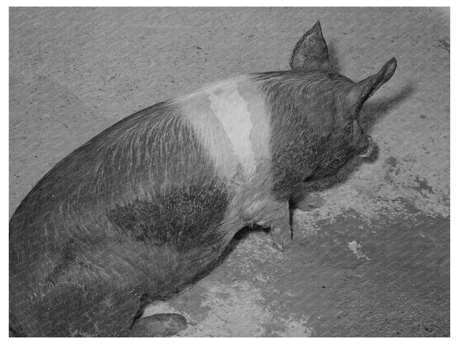 Coolidge Arizona Farm Security Administration Project 1942