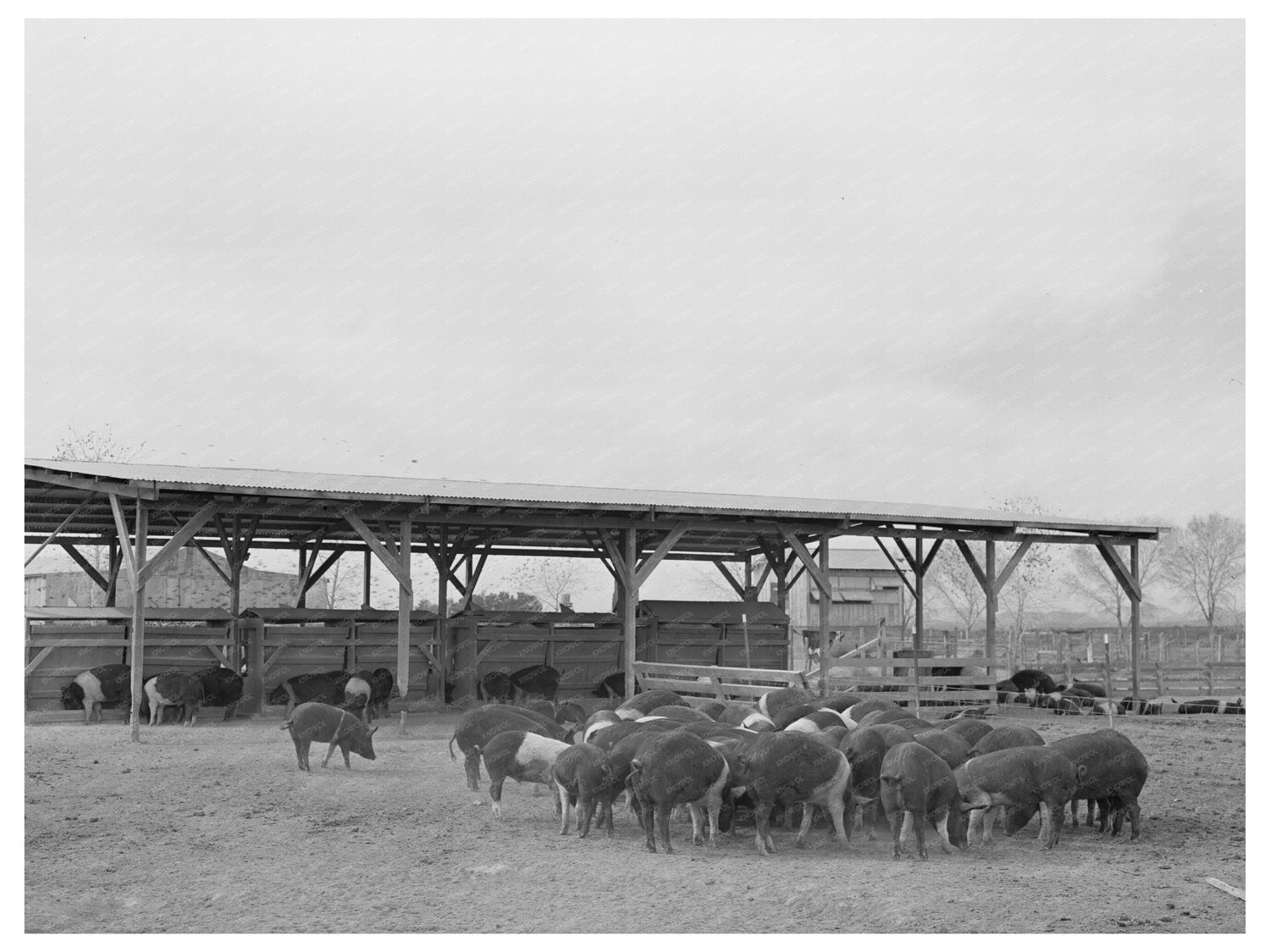 Casa Grande Farms Hogs Coolidge Arizona 1942