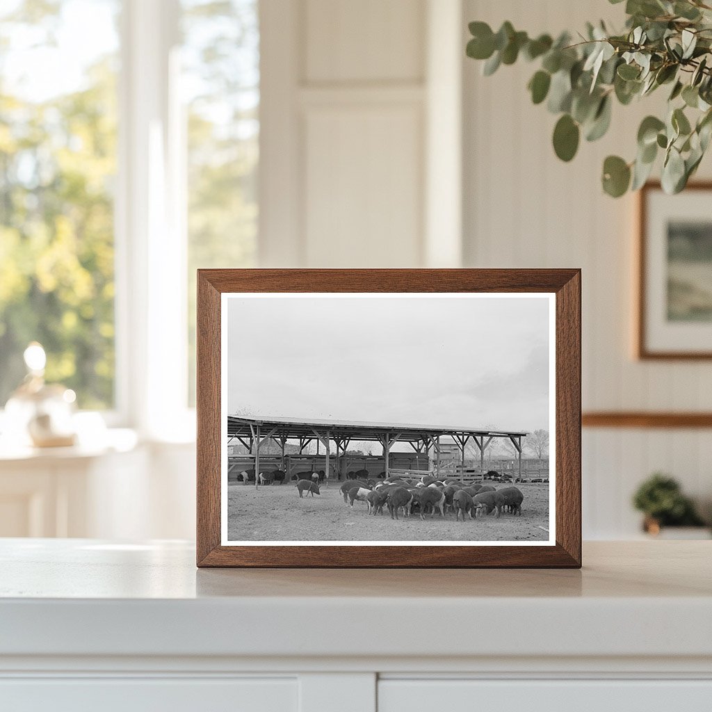 Casa Grande Farms Hogs Coolidge Arizona 1942