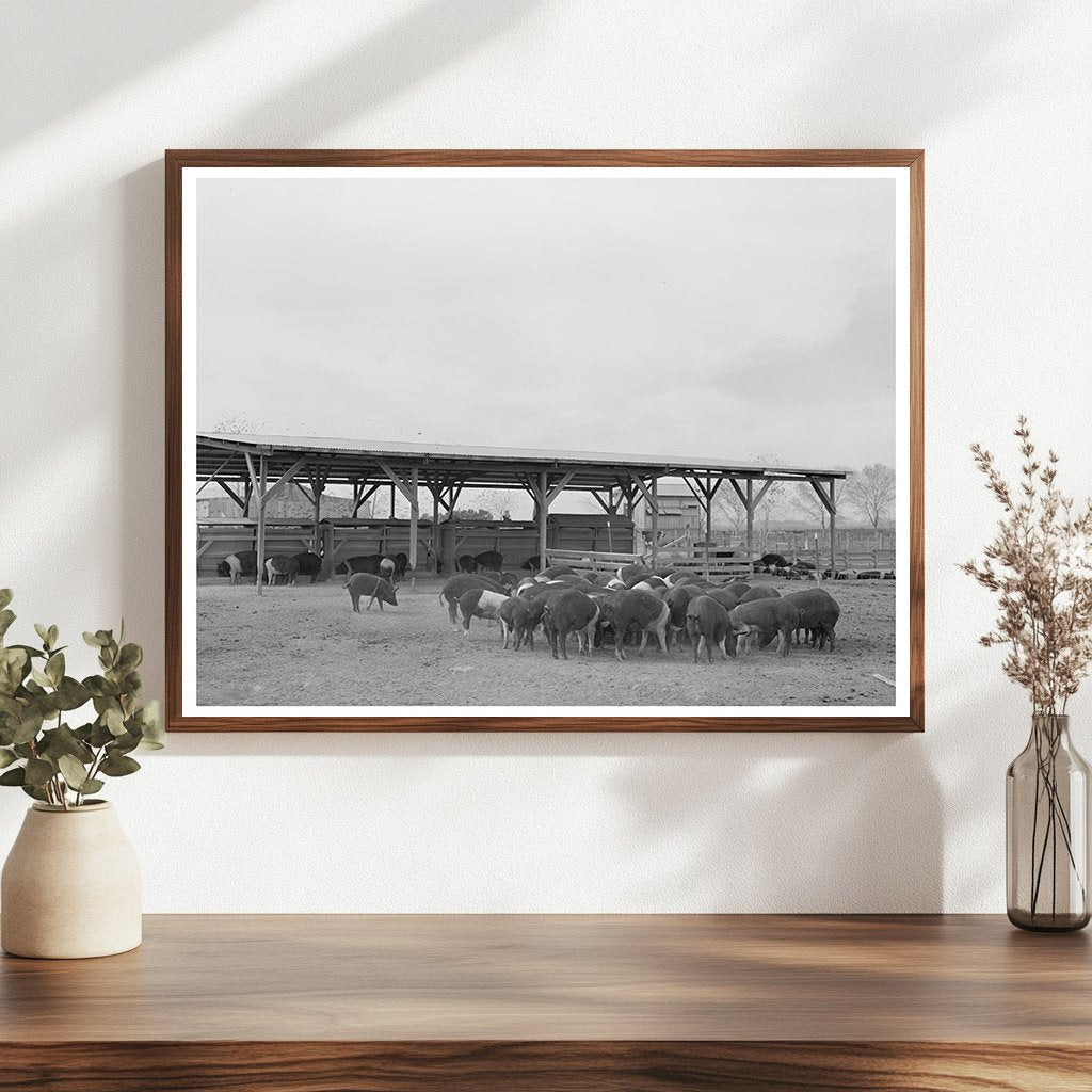 Casa Grande Farms Hogs Coolidge Arizona 1942
