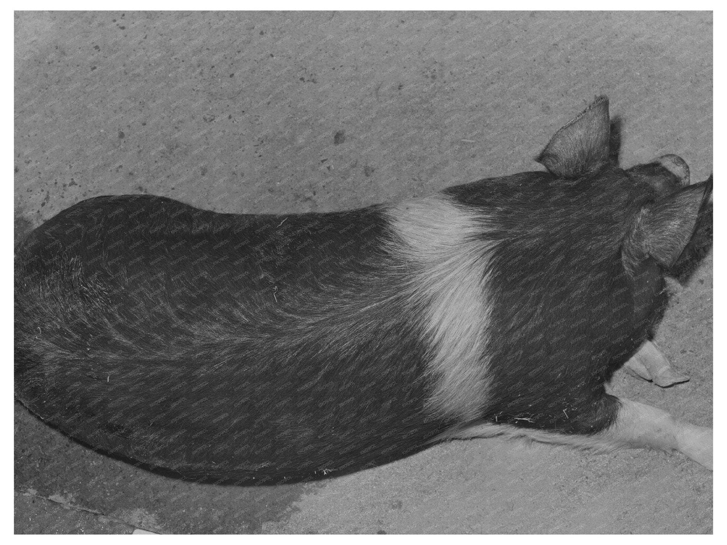 Hog Farming at Casa Grande Farms Arizona February 1942