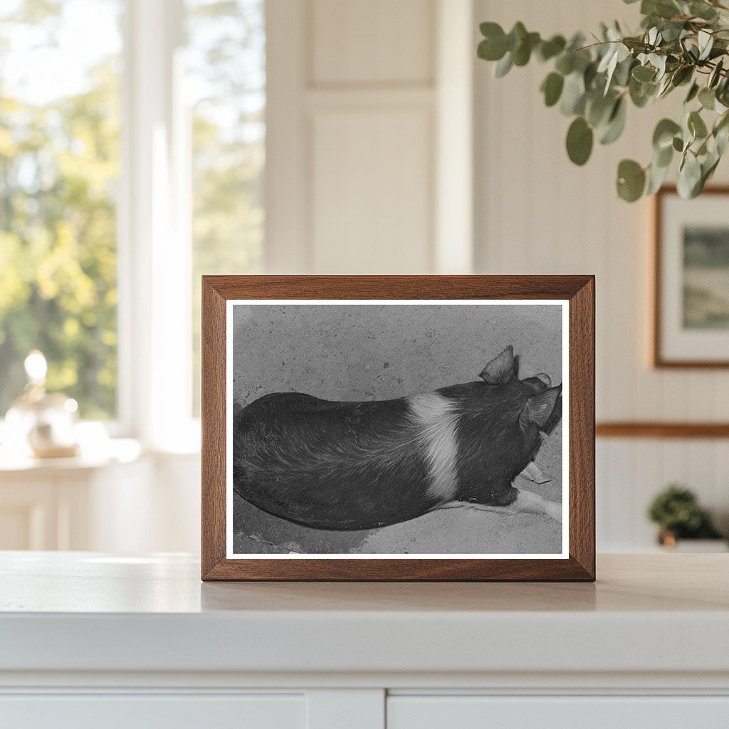 Hog Farming at Casa Grande Farms Arizona February 1942